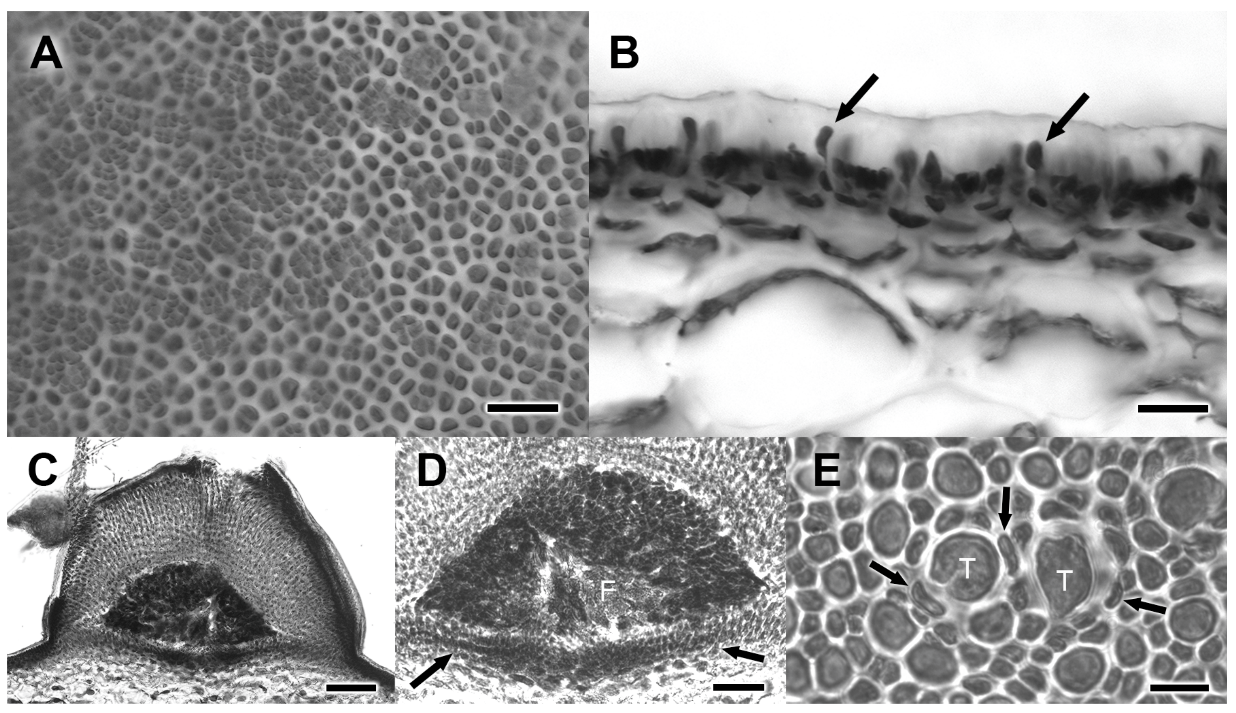 Taxonomy 02 00004 g004