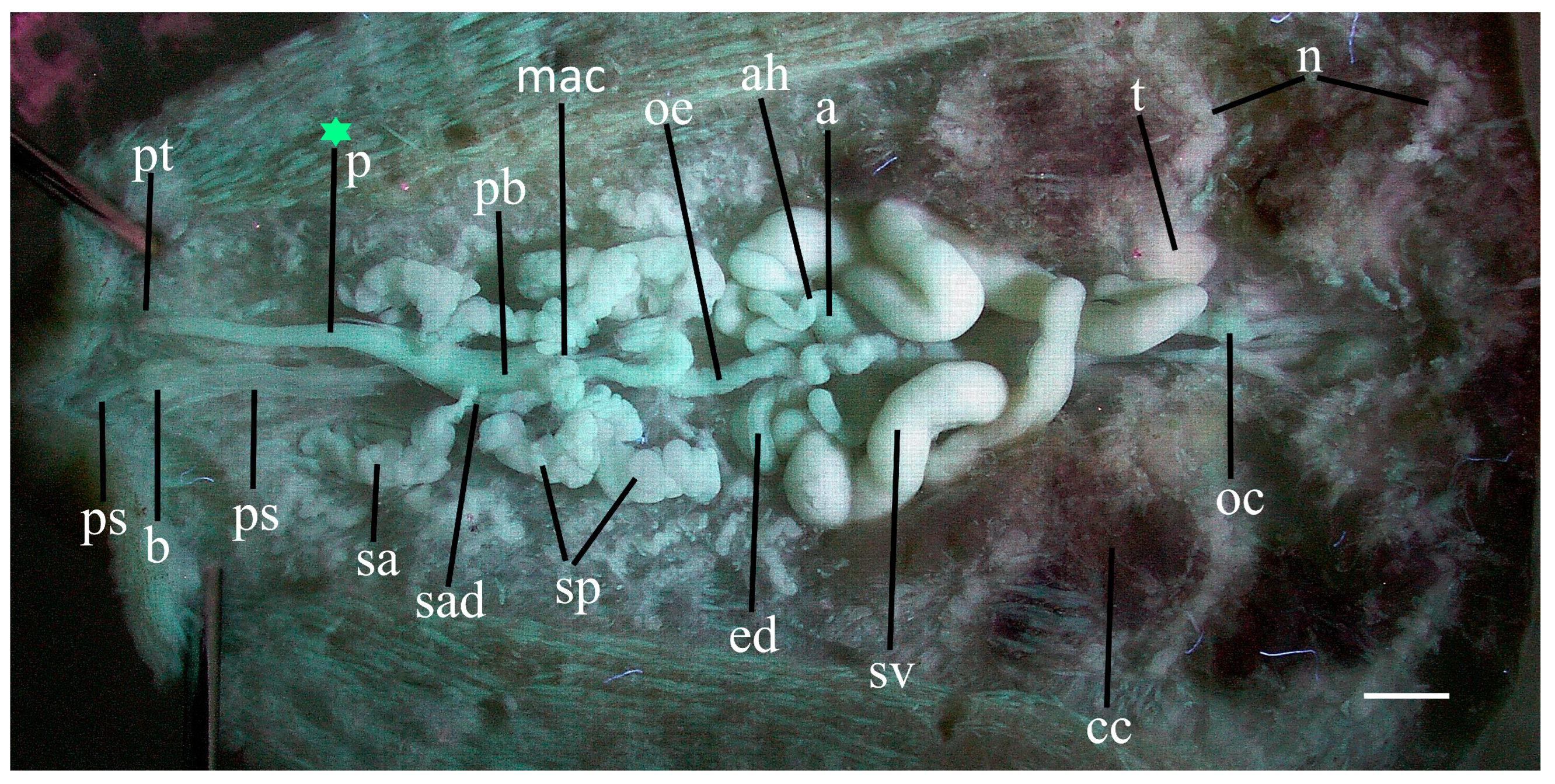 hirudinea leech anatomy