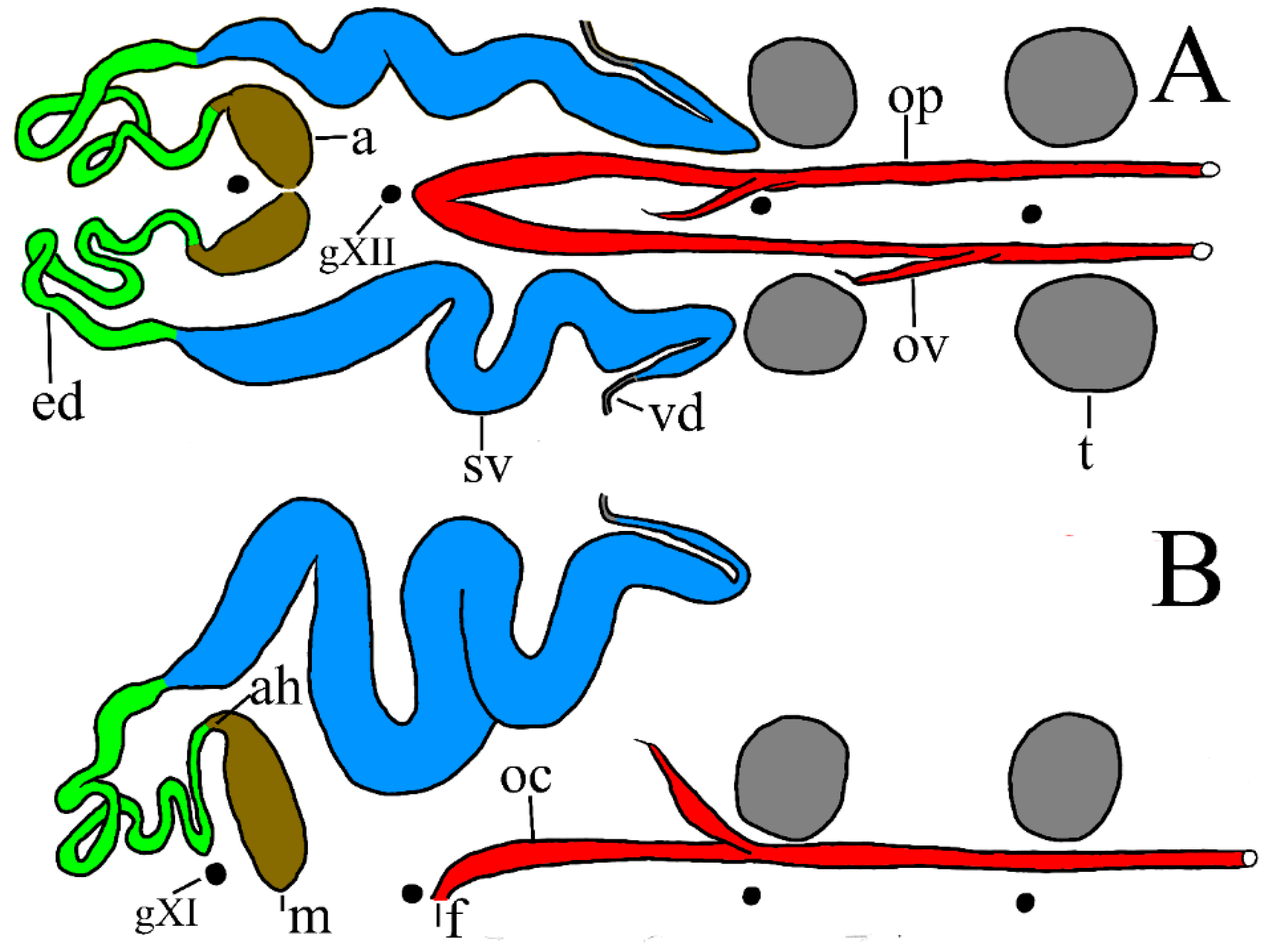 hirudinea leech anatomy