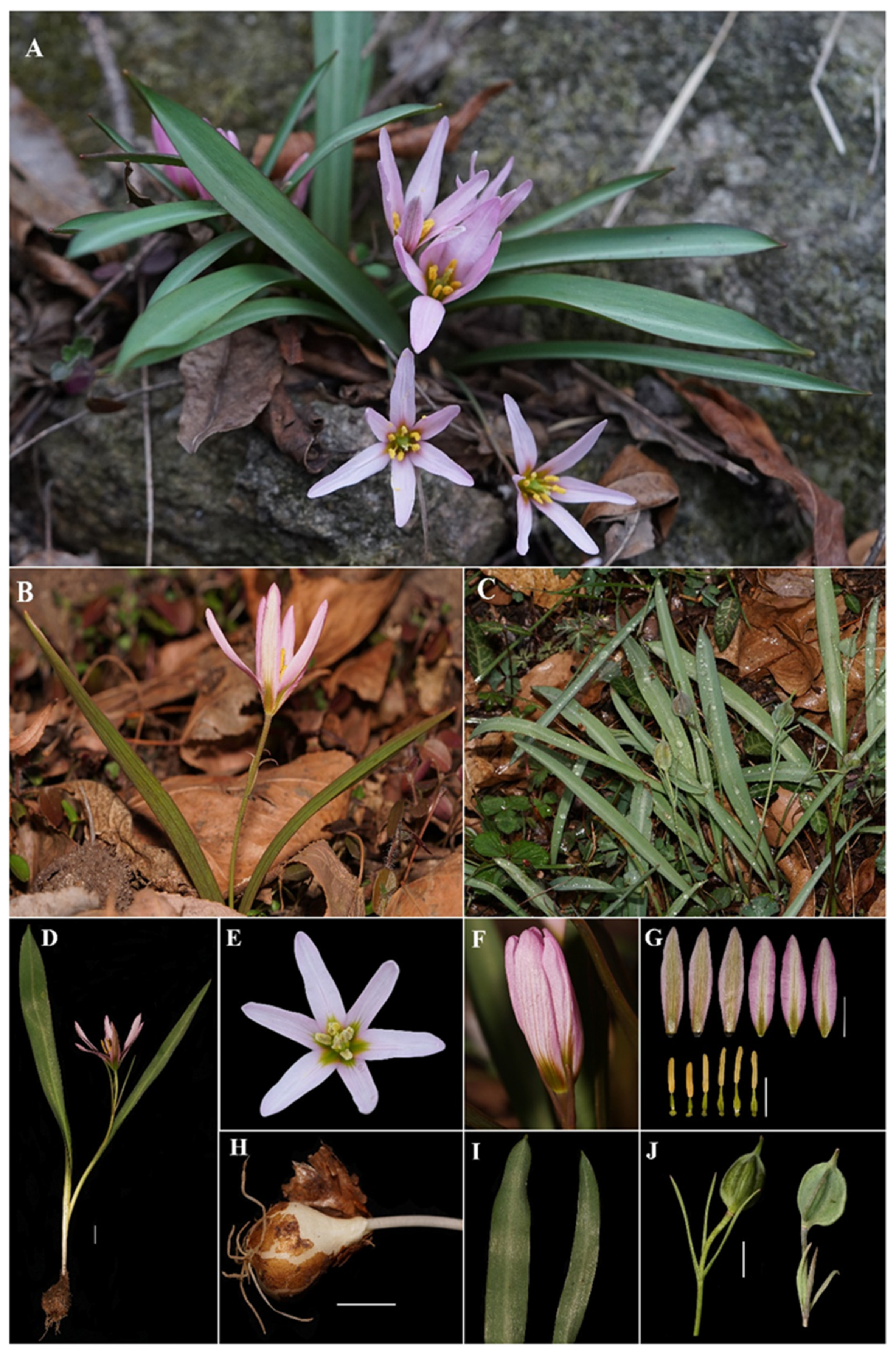 Taxonomy 02 00022 g002 Taxonomy 02 00022 g002