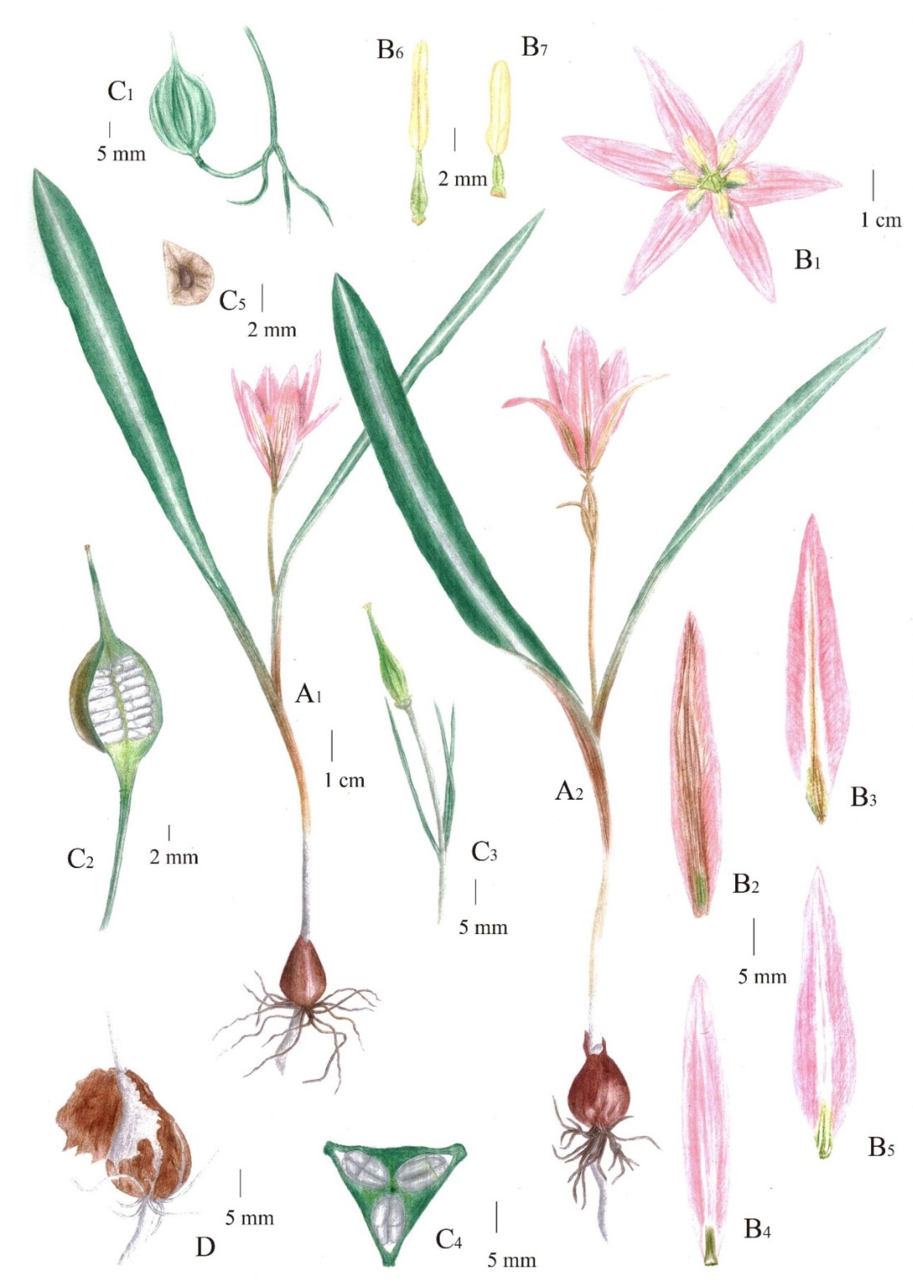 Taxonomy 02 00022 g003 Taxonomy 02 00022 g003