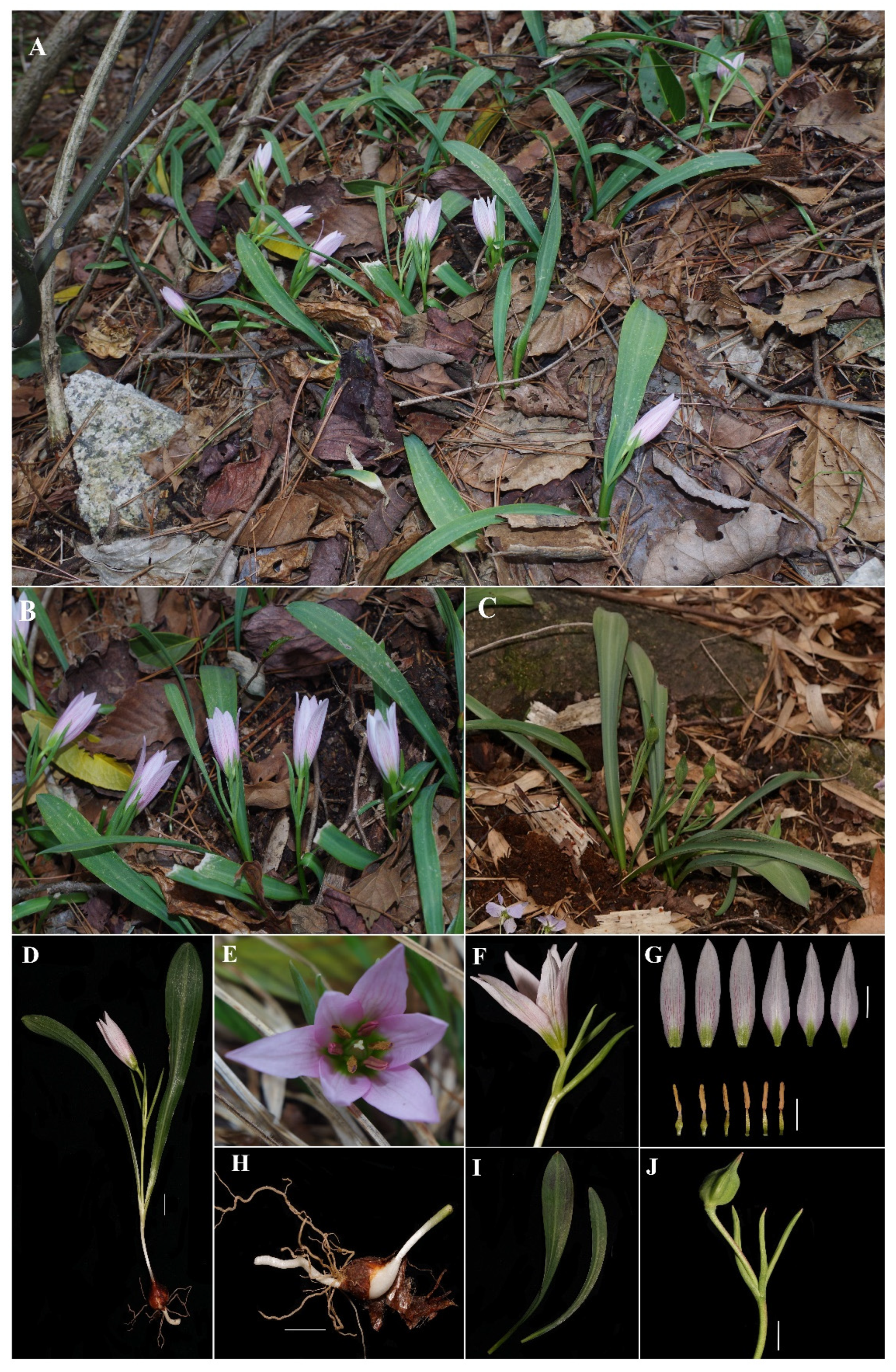 Taxonomy 02 00022 g004 Taxonomy 02 00022 g004