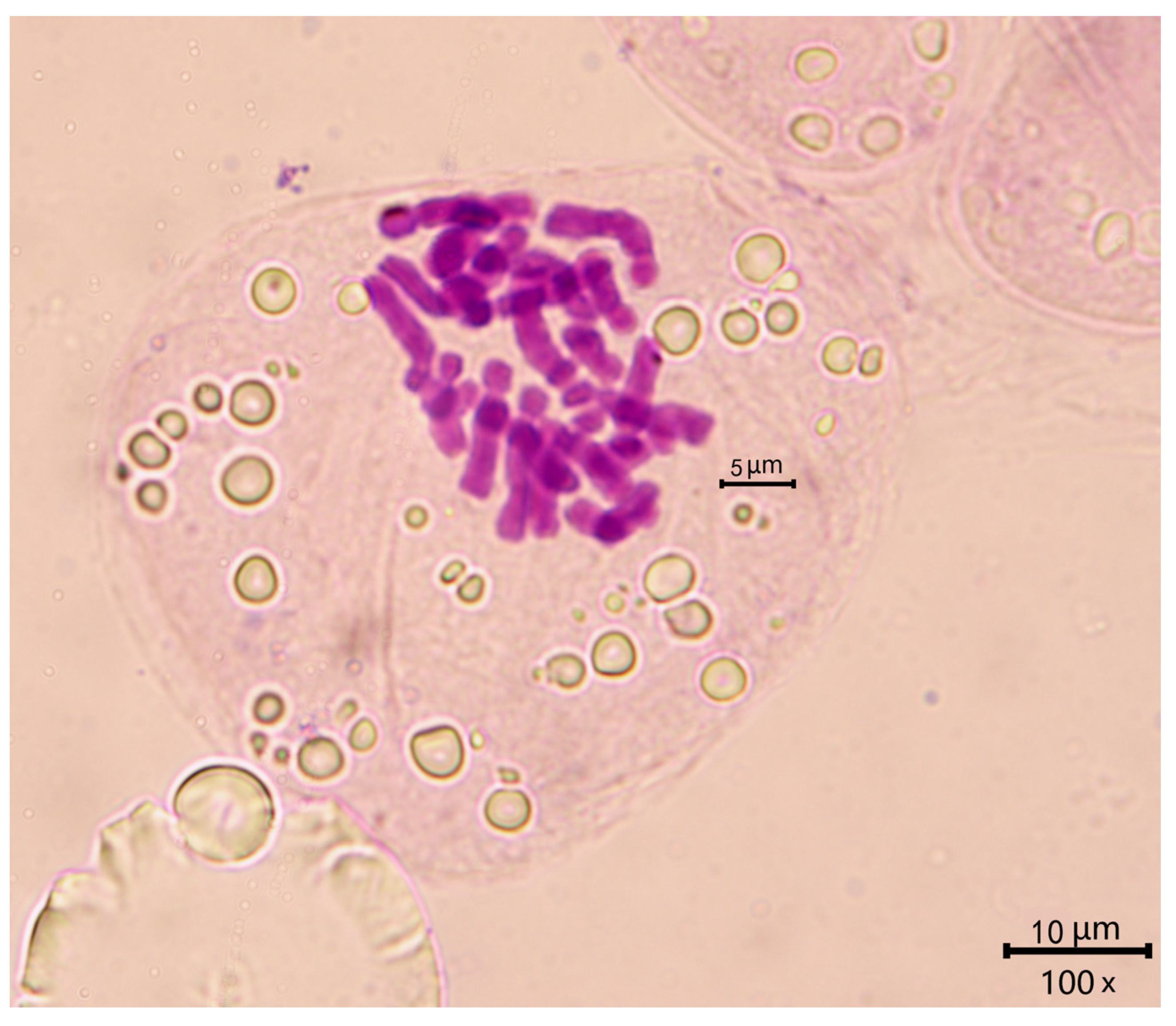 Taxonomy 02 00022 g006 Taxonomy 02 00022 g006