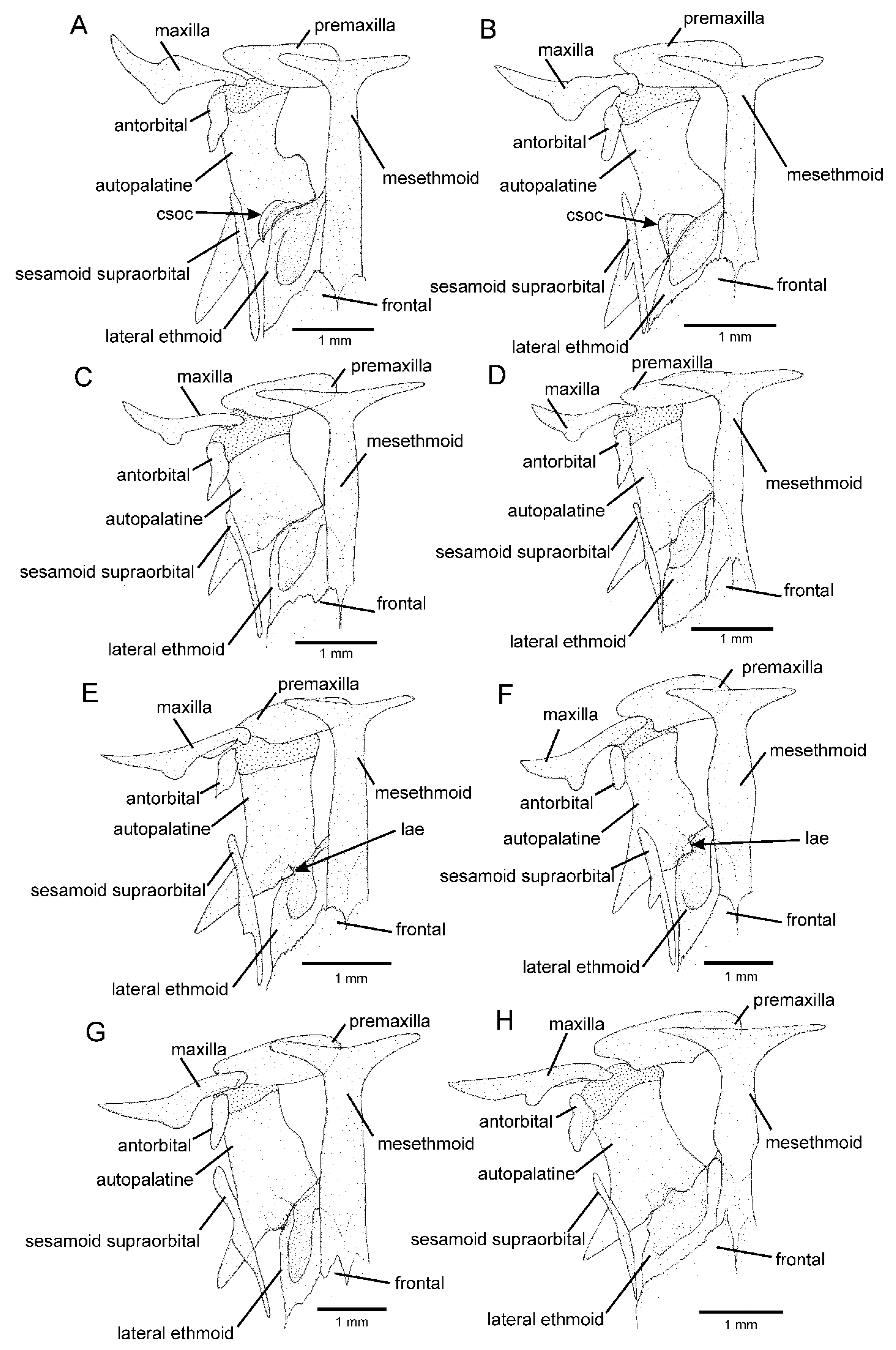 Taxonomy 02 00032 g002 Taxonomy 02 00032 g002