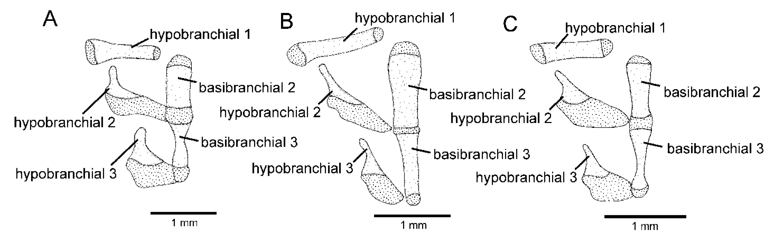 Taxonomy 02 00032 g003 Taxonomy 02 00032 g003