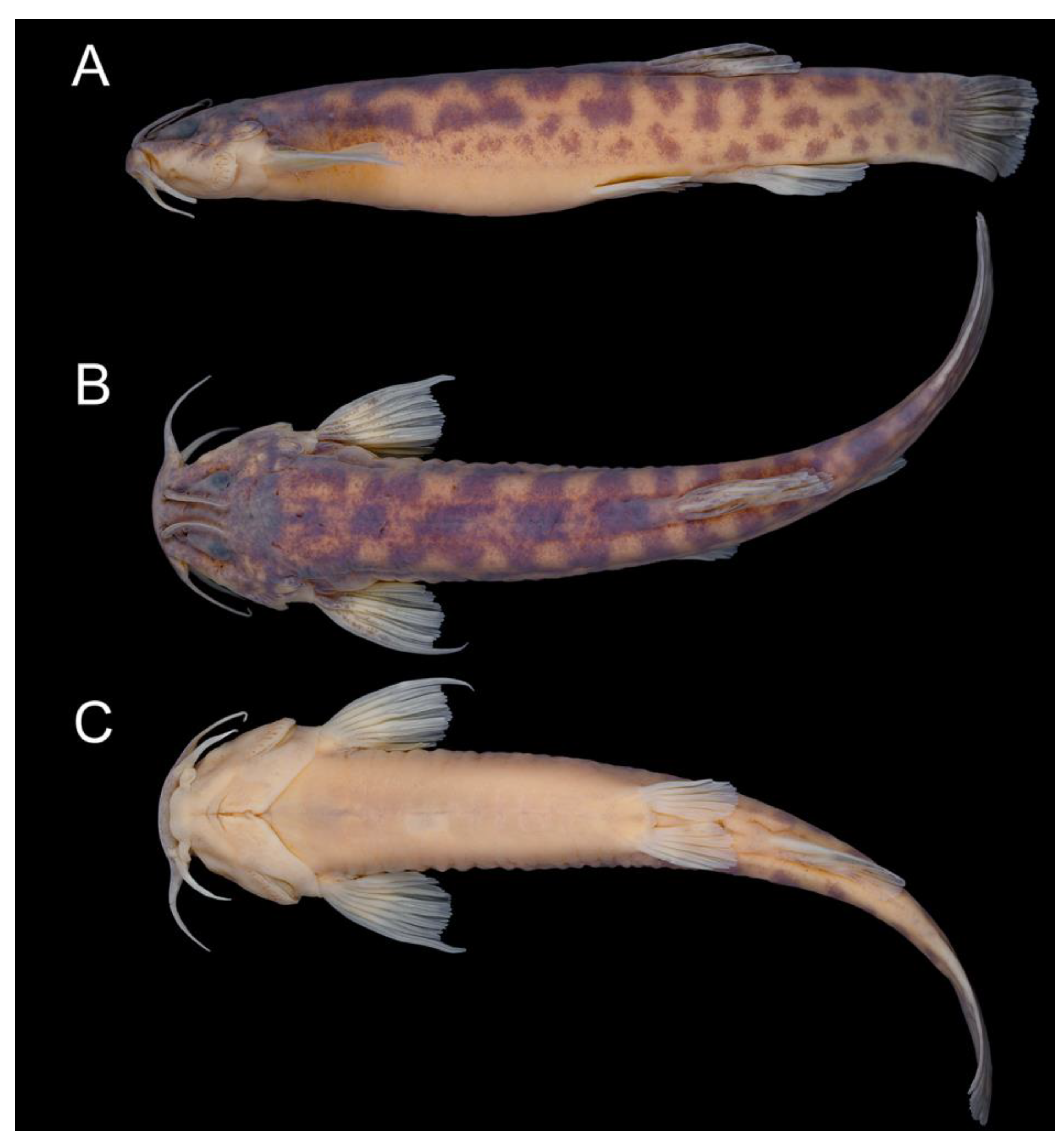Taxonomy 02 00032 g006 Taxonomy 02 00032 g006