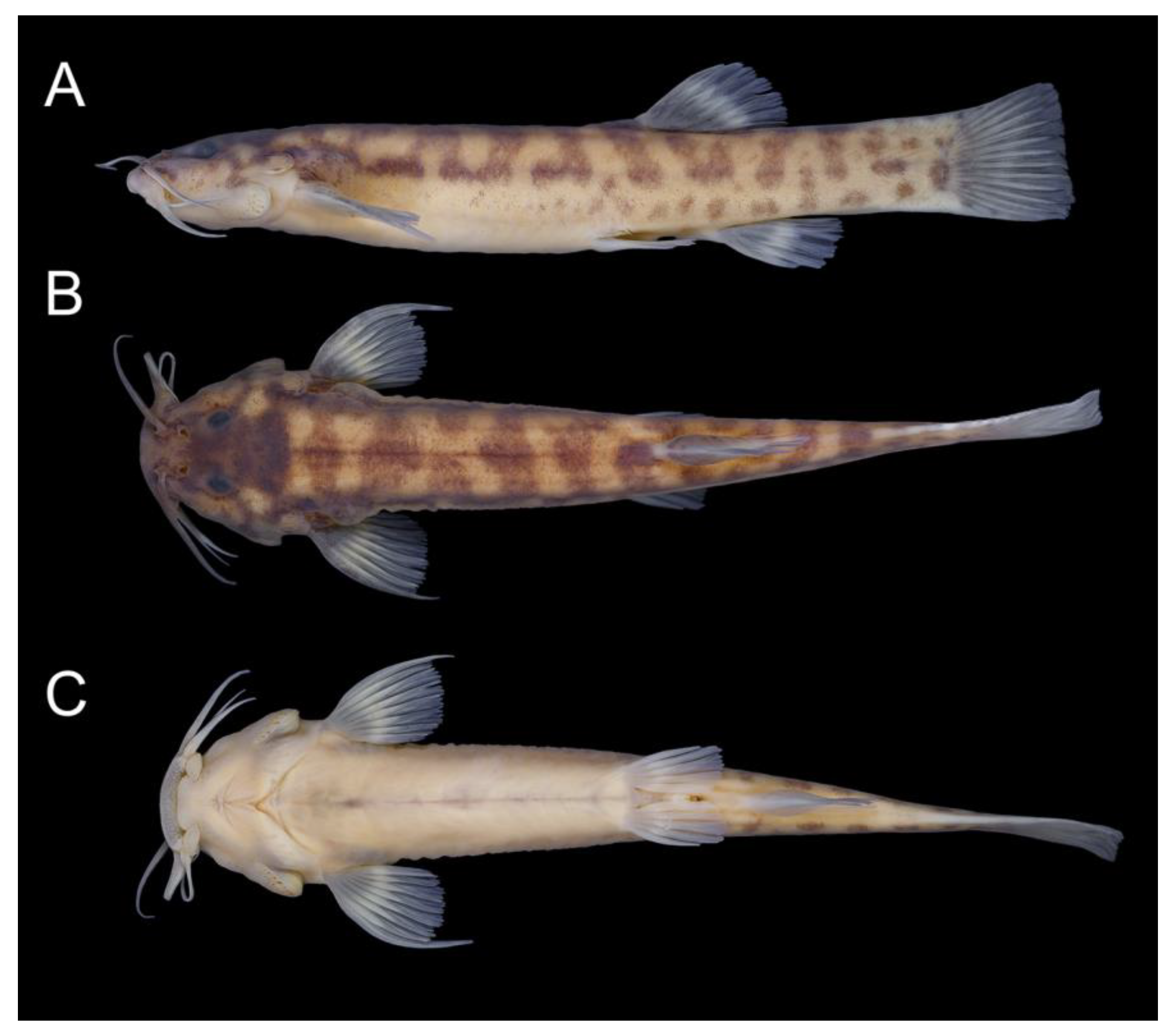 Taxonomy 02 00032 g008 Taxonomy 02 00032 g008