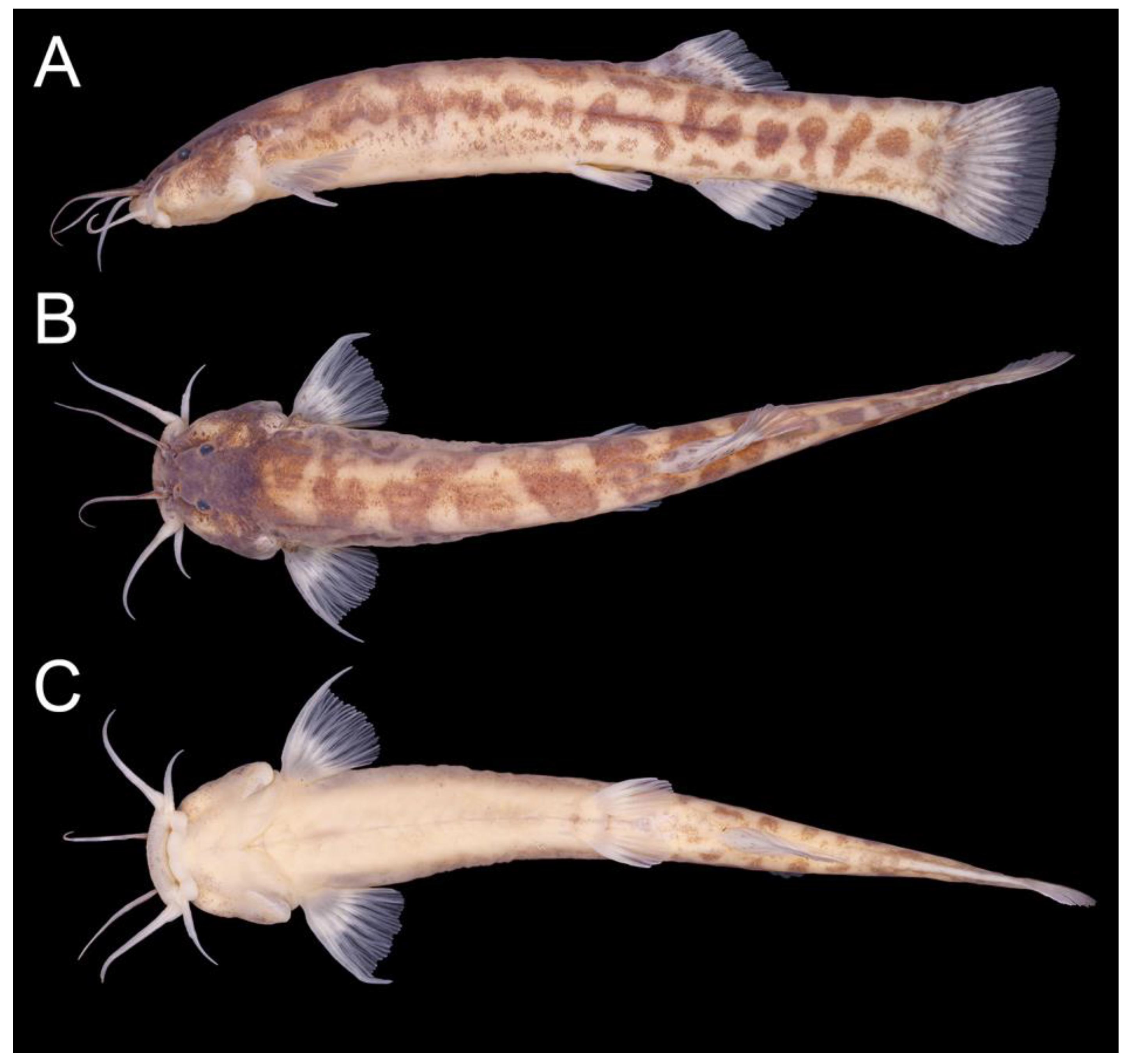 Taxonomy 02 00032 g011 Taxonomy 02 00032 g011