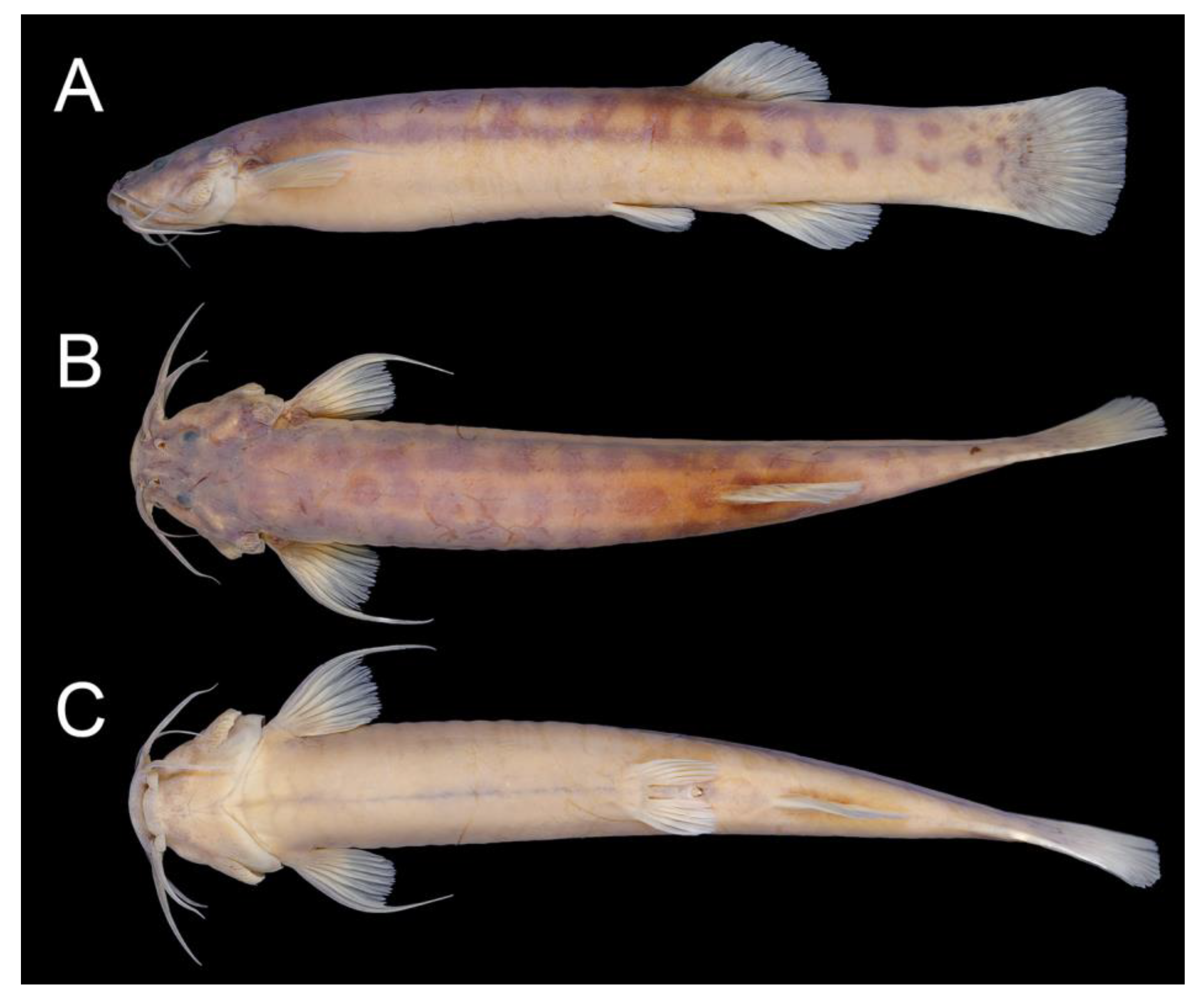 Taxonomy 02 00032 g012 Taxonomy 02 00032 g012