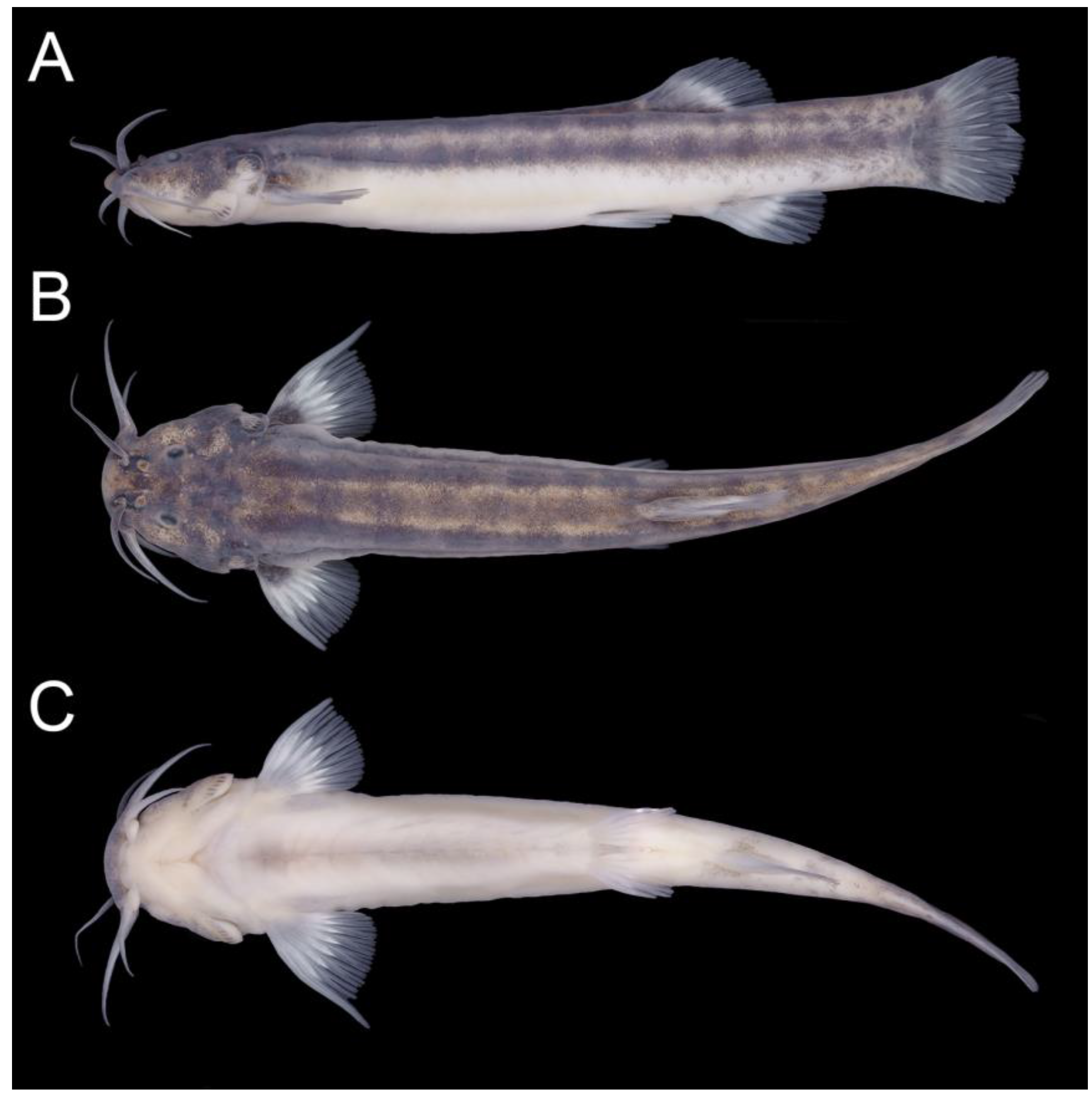 Taxonomy 02 00032 g013 Taxonomy 02 00032 g013
