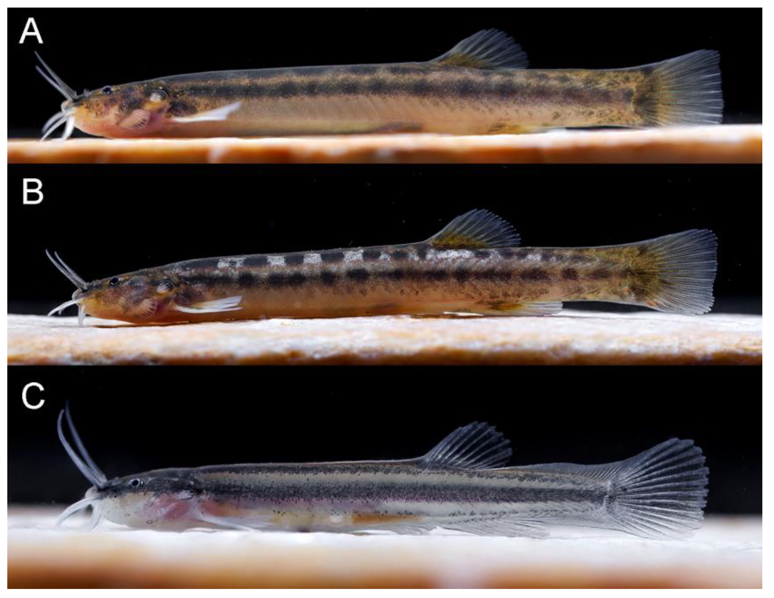 Taxonomy 02 00032 g014 Taxonomy 02 00032 g014