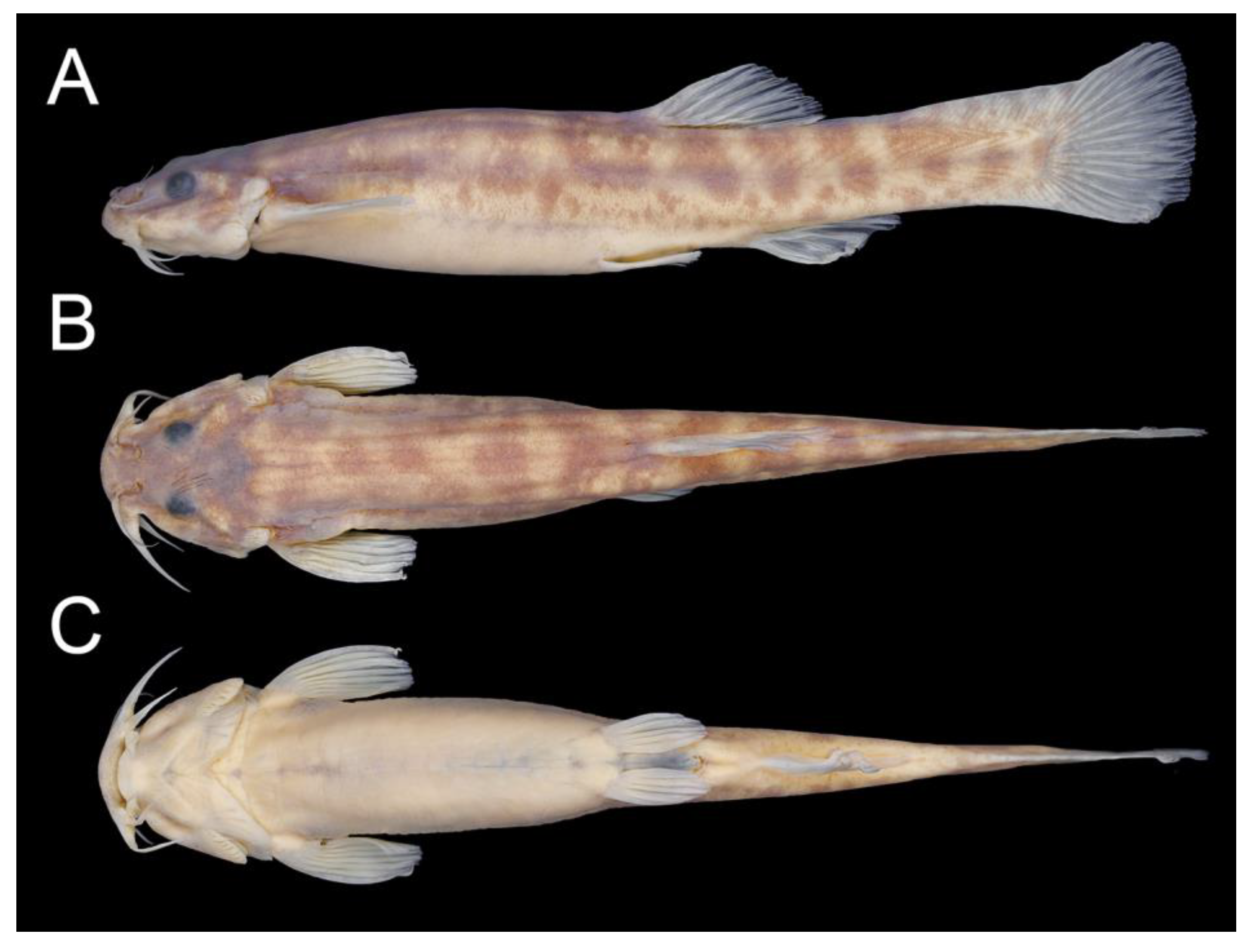 Taxonomy 02 00032 g016 Taxonomy 02 00032 g016