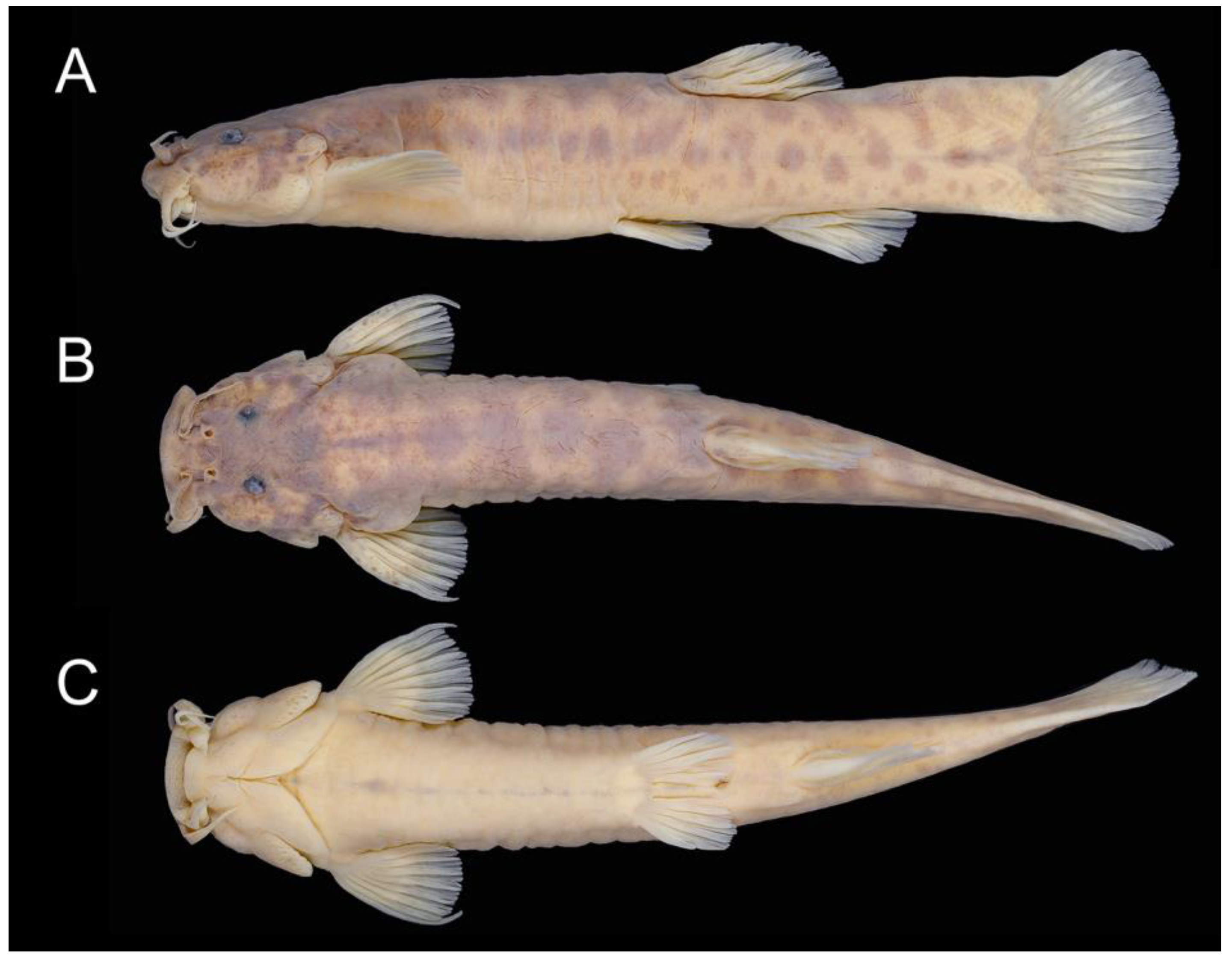 Taxonomy 02 00032 g017 Taxonomy 02 00032 g017