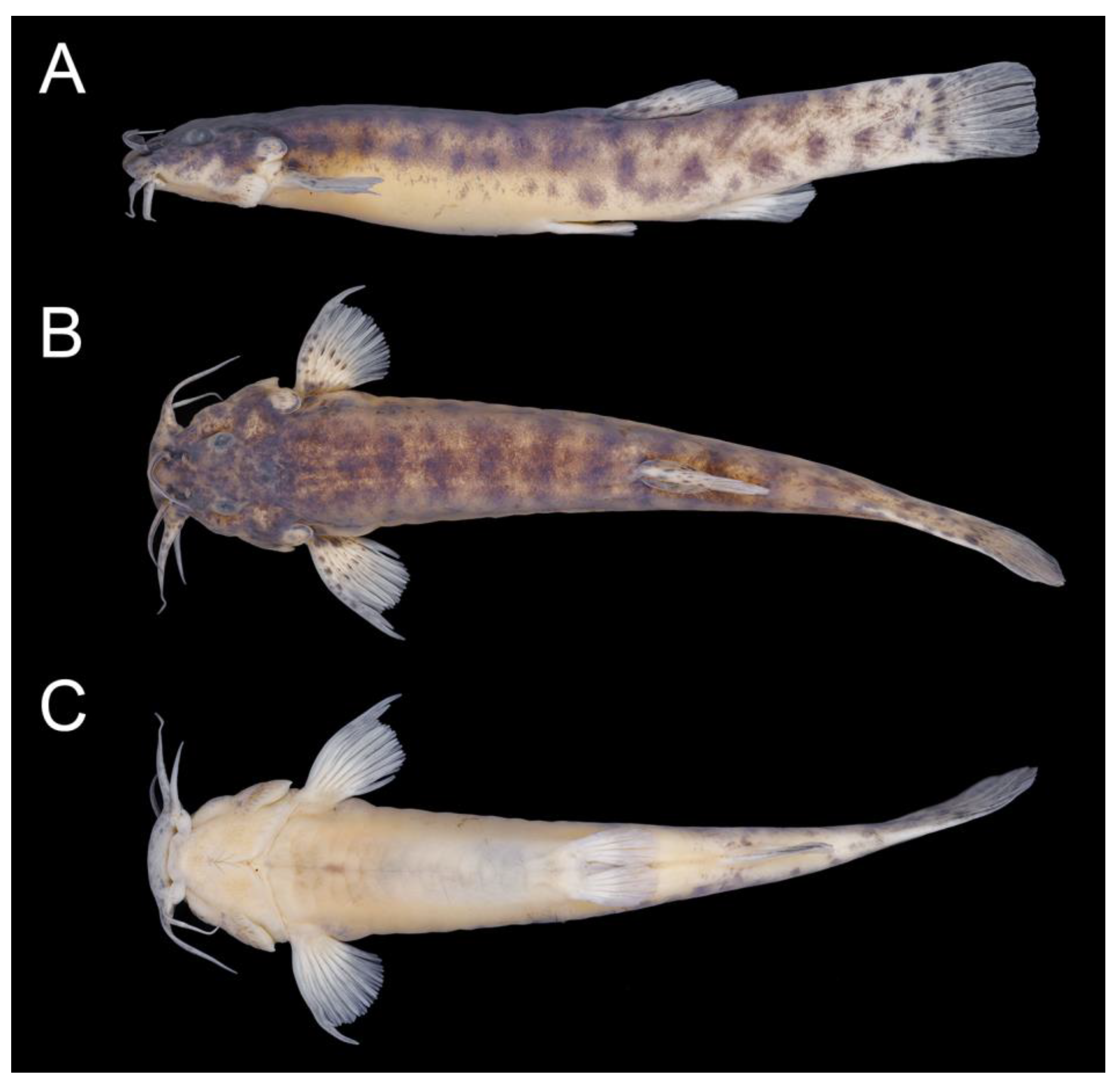Taxonomy 02 00032 g018 Taxonomy 02 00032 g018