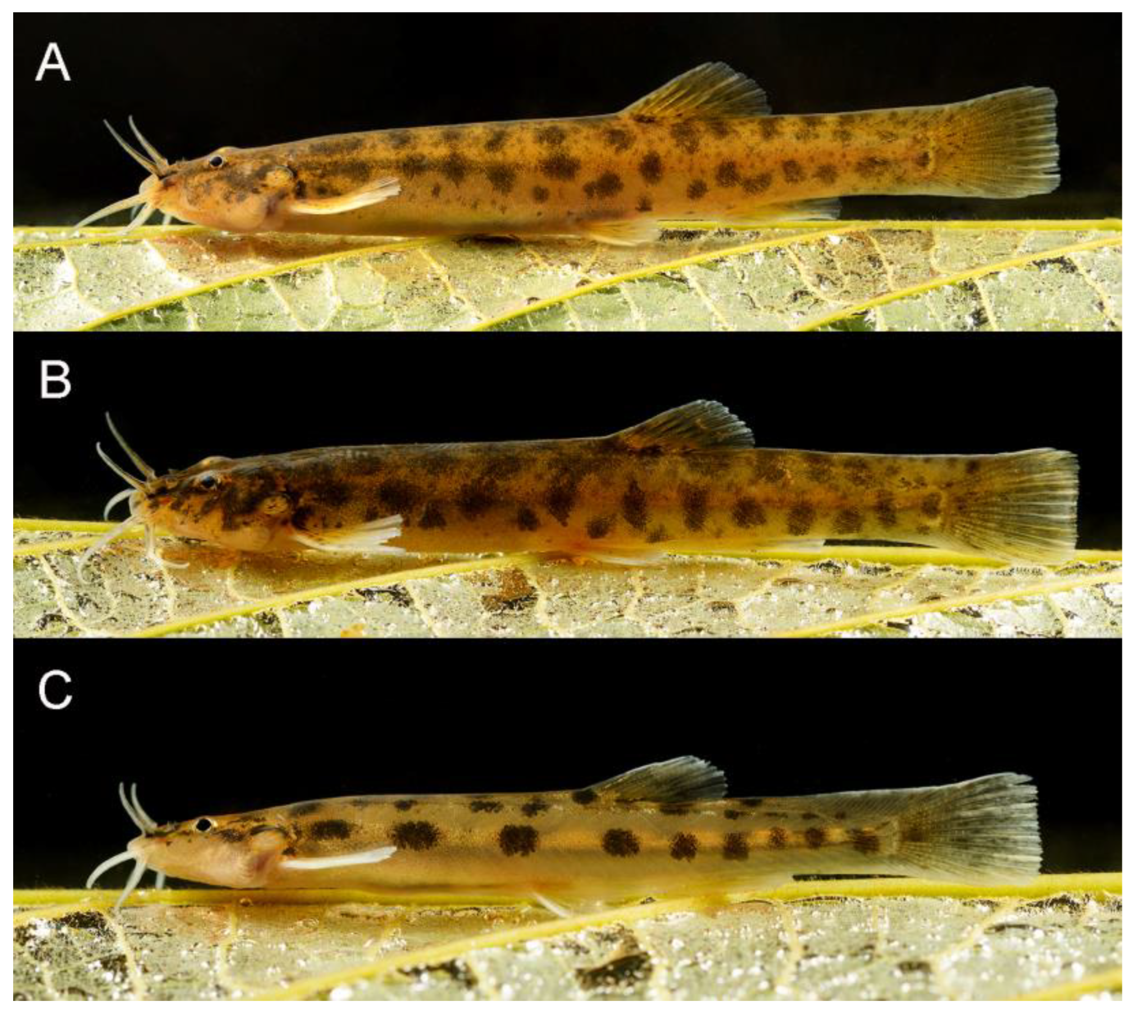 Taxonomy 02 00032 g019 Taxonomy 02 00032 g019