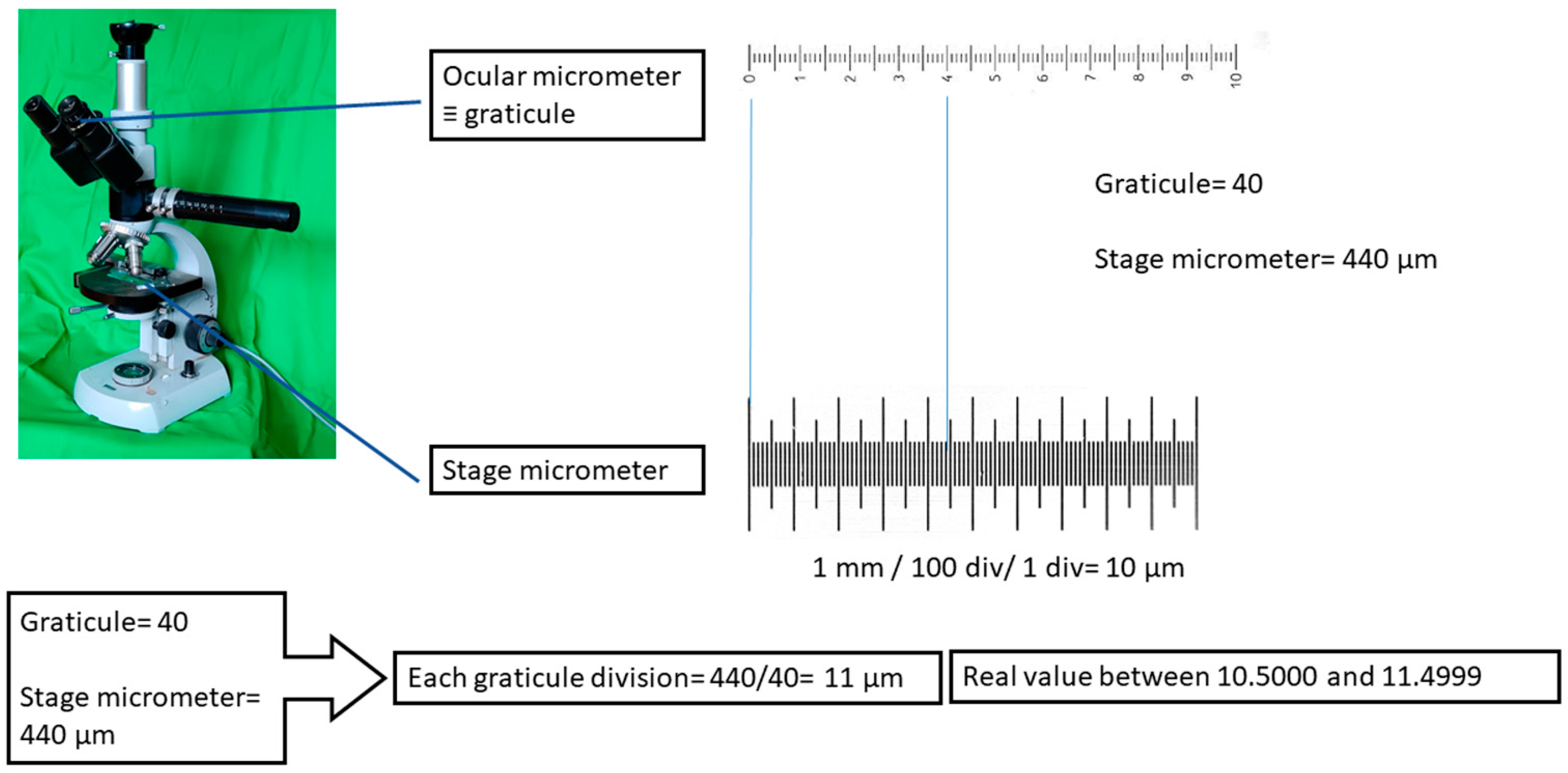 Taxonomy 03 00001 g002
