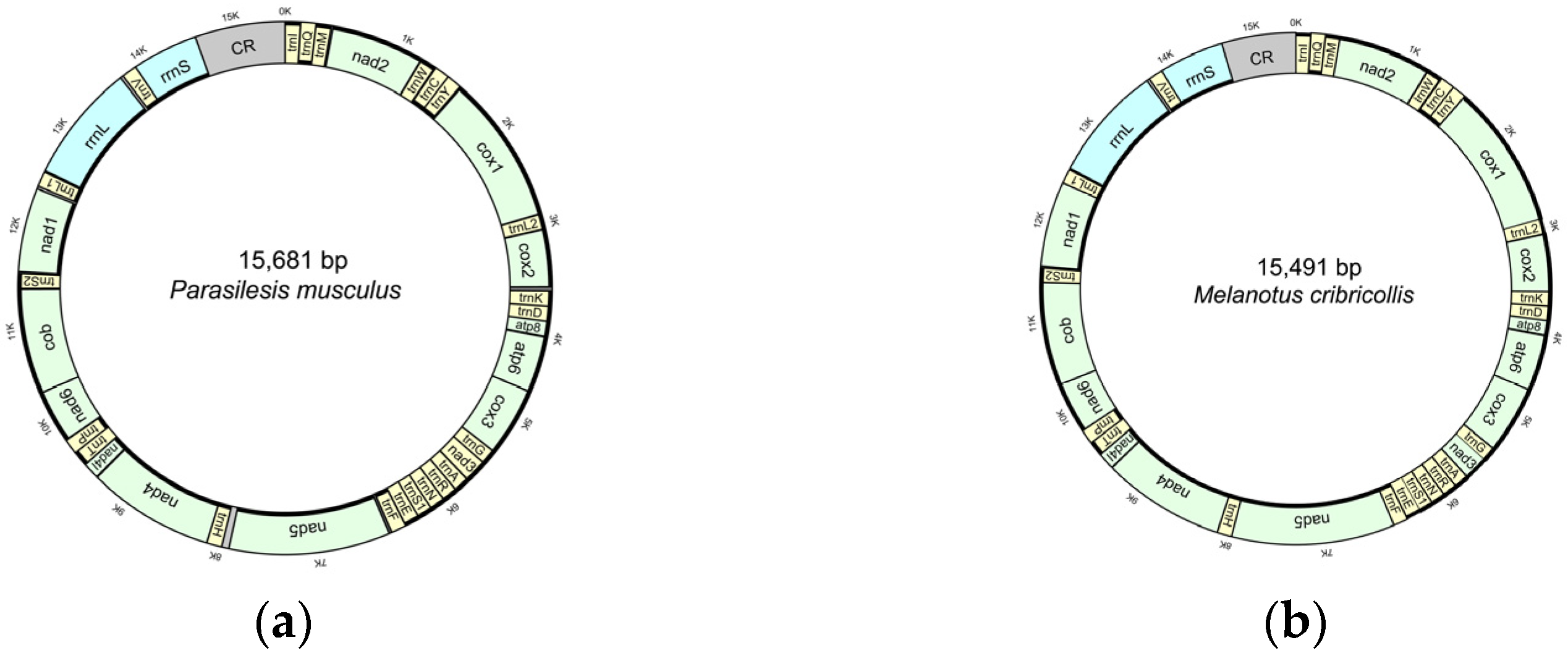 Taxonomy | Free Full-Text | Description of the Three Complete