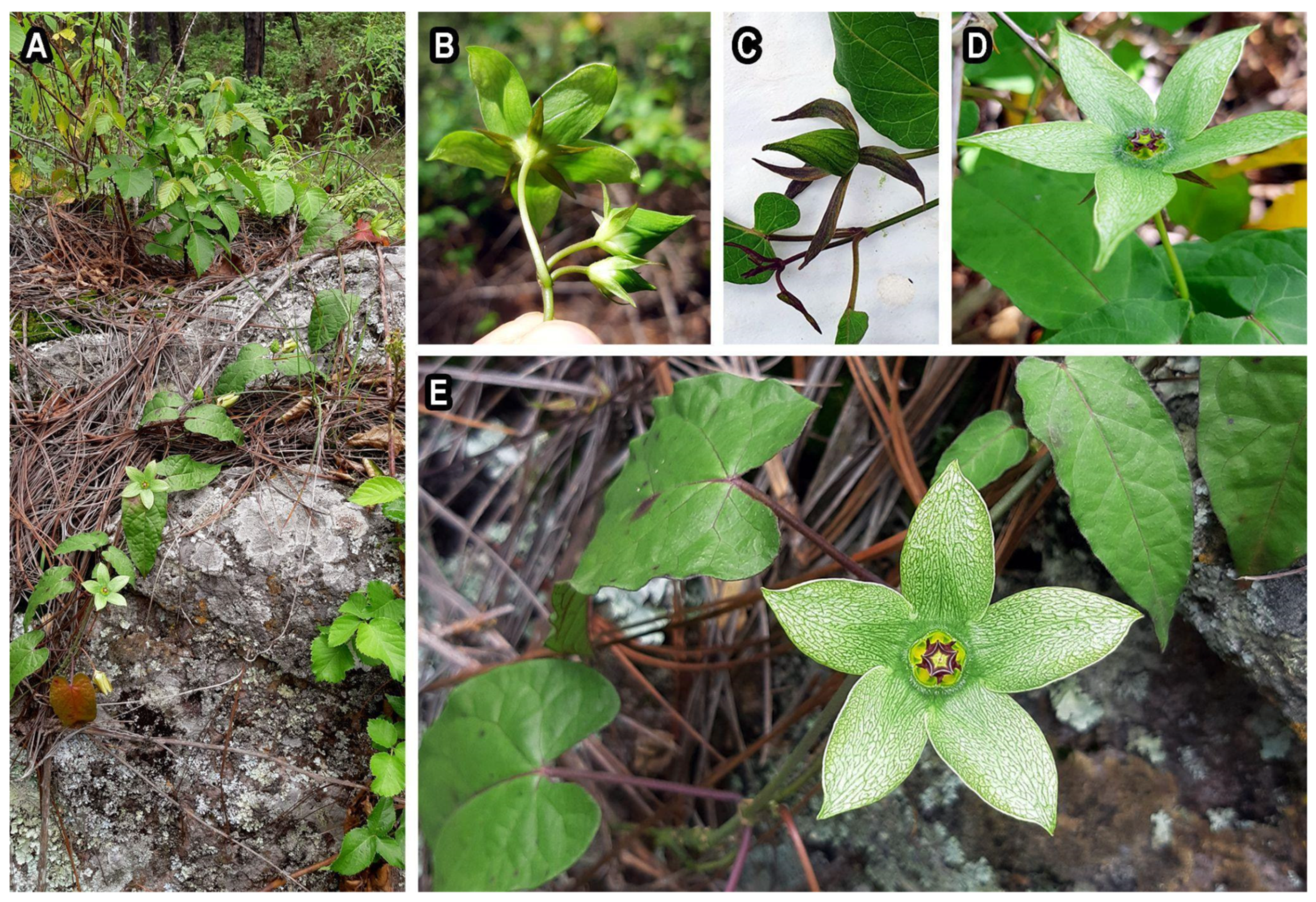 Medicinal Angiosperms of Asclepiadaceae and Periplocaceae