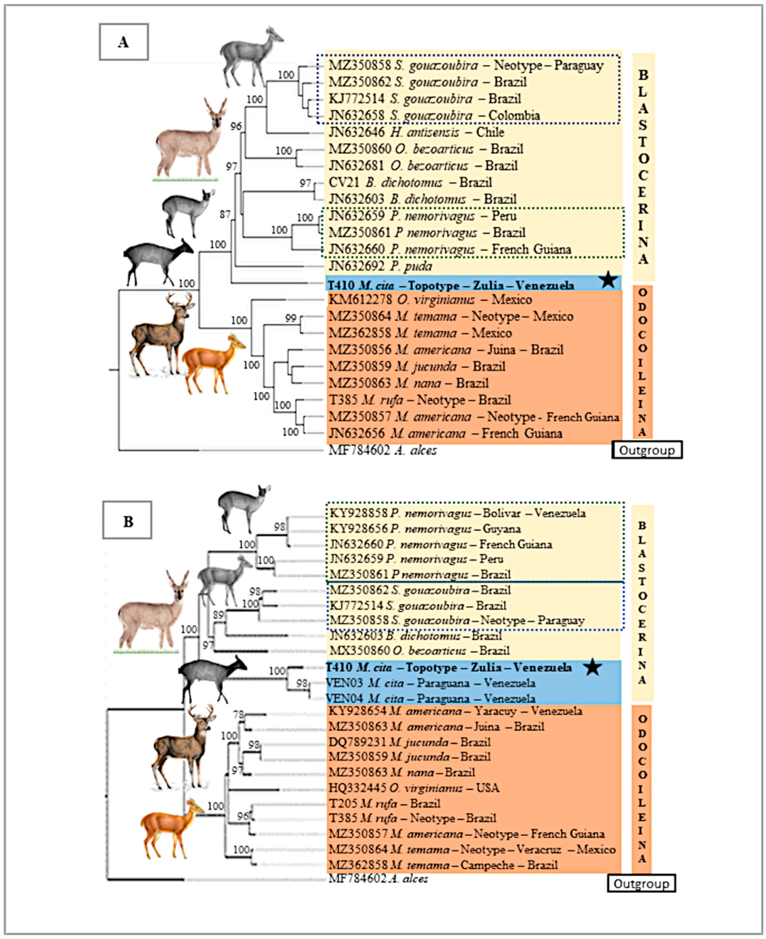 Neotropical Cervidology Biology and Medicine of Latin American Deer -  ZooChat