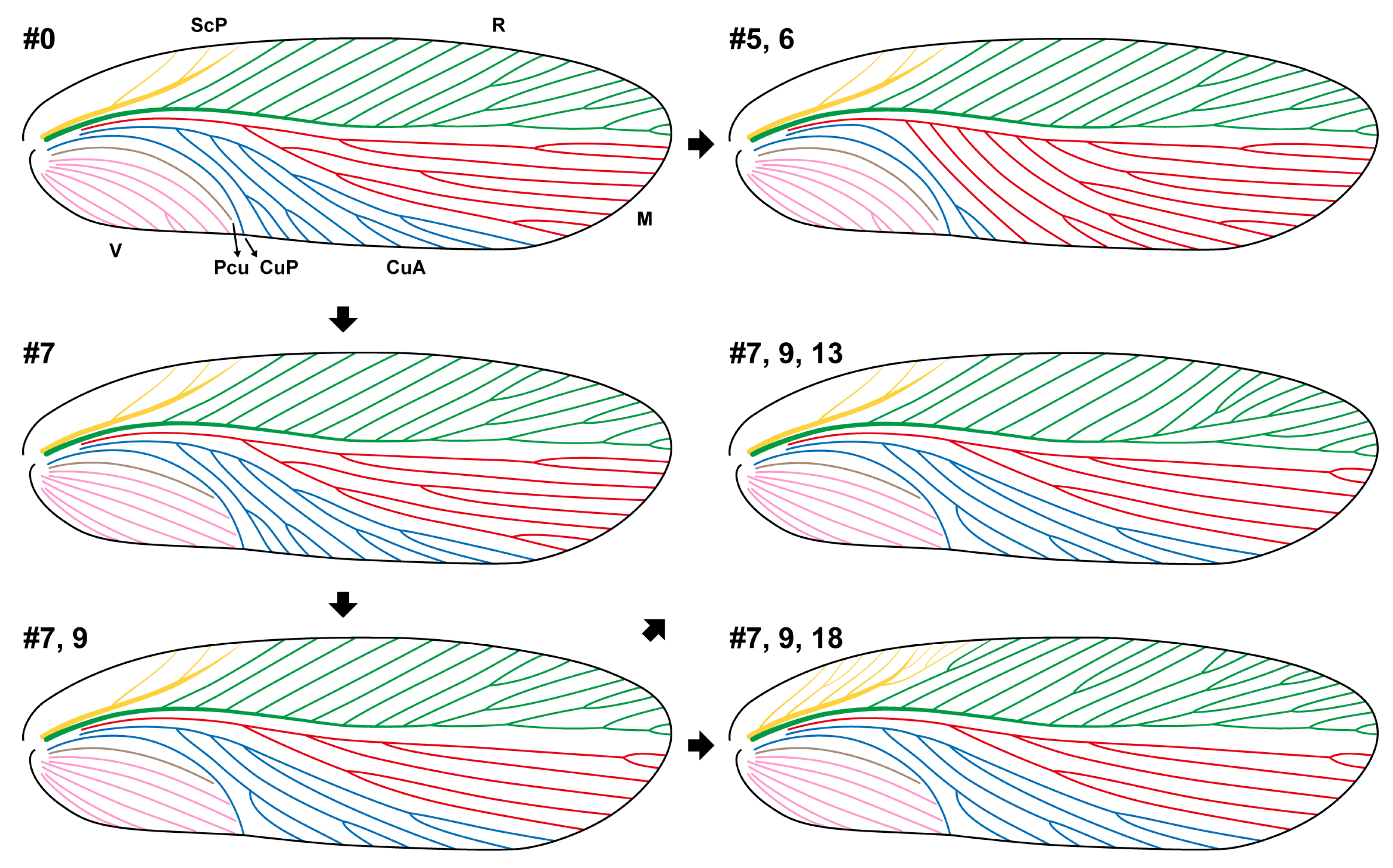 Taxonomy 04 00031 g001 Taxonomy 04 00031 g001
