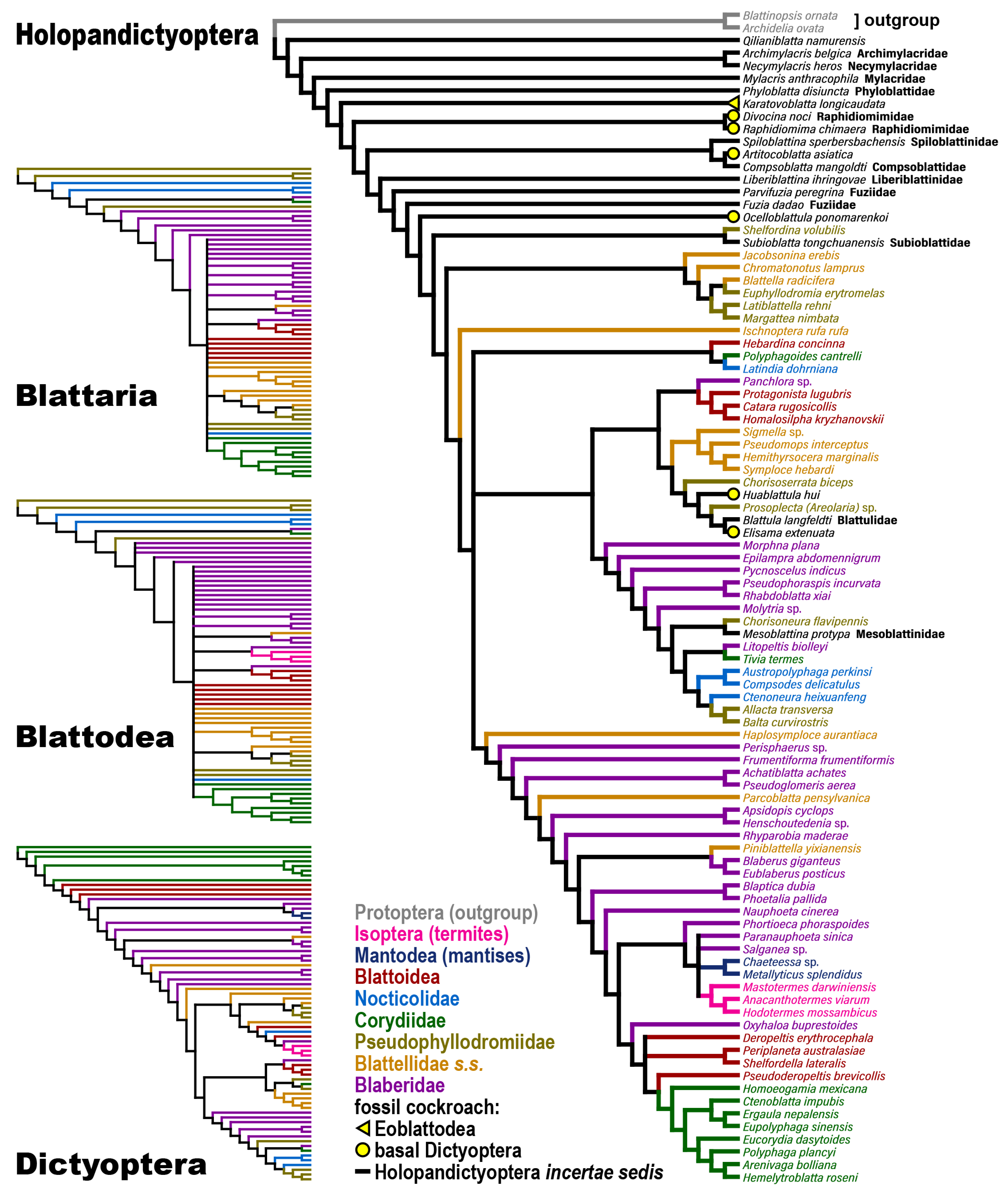 Taxonomy 04 00031 g003 Taxonomy 04 00031 g003
