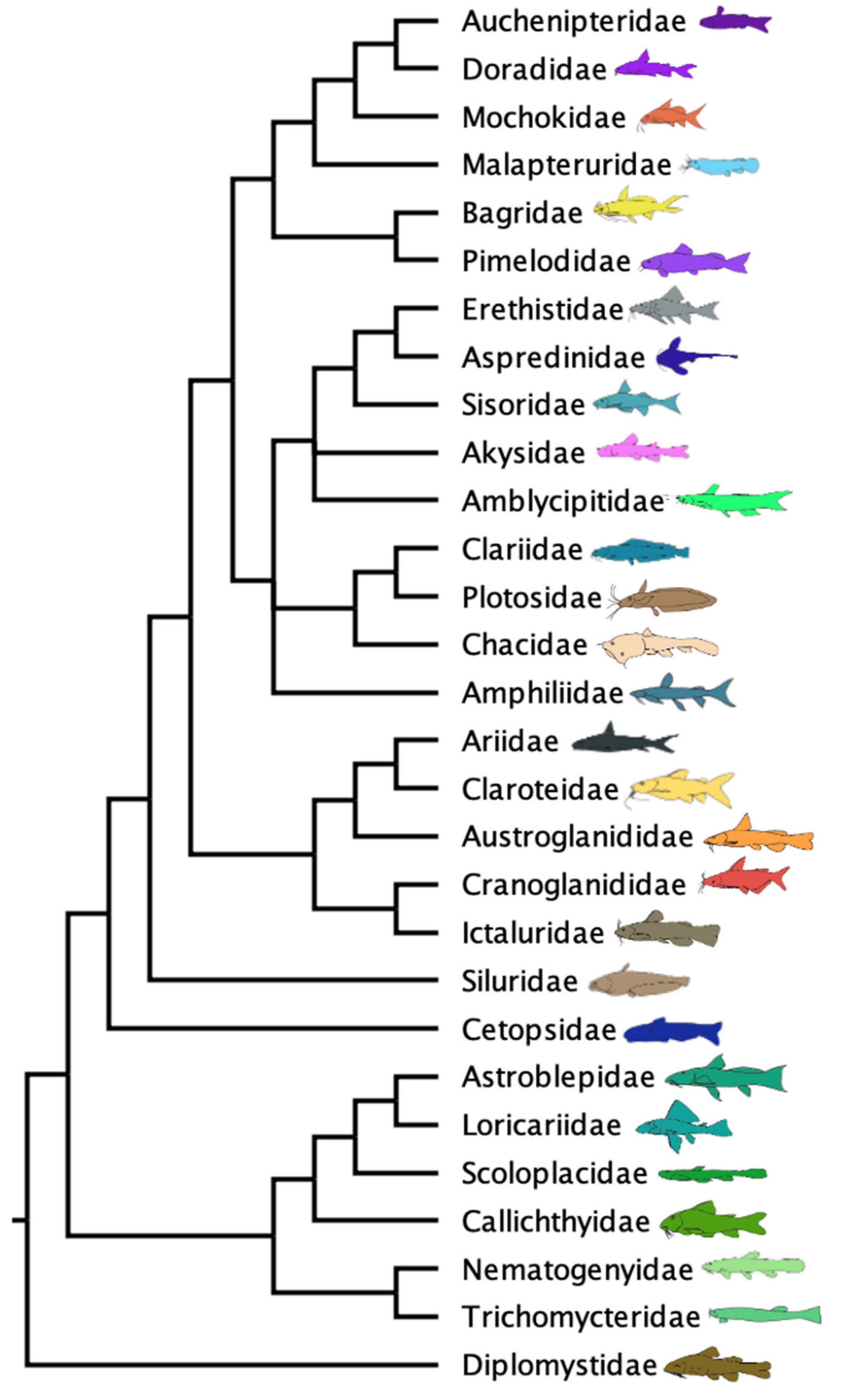 Taxonomy 05 00033 g009 Taxonomy 05 00033 g009