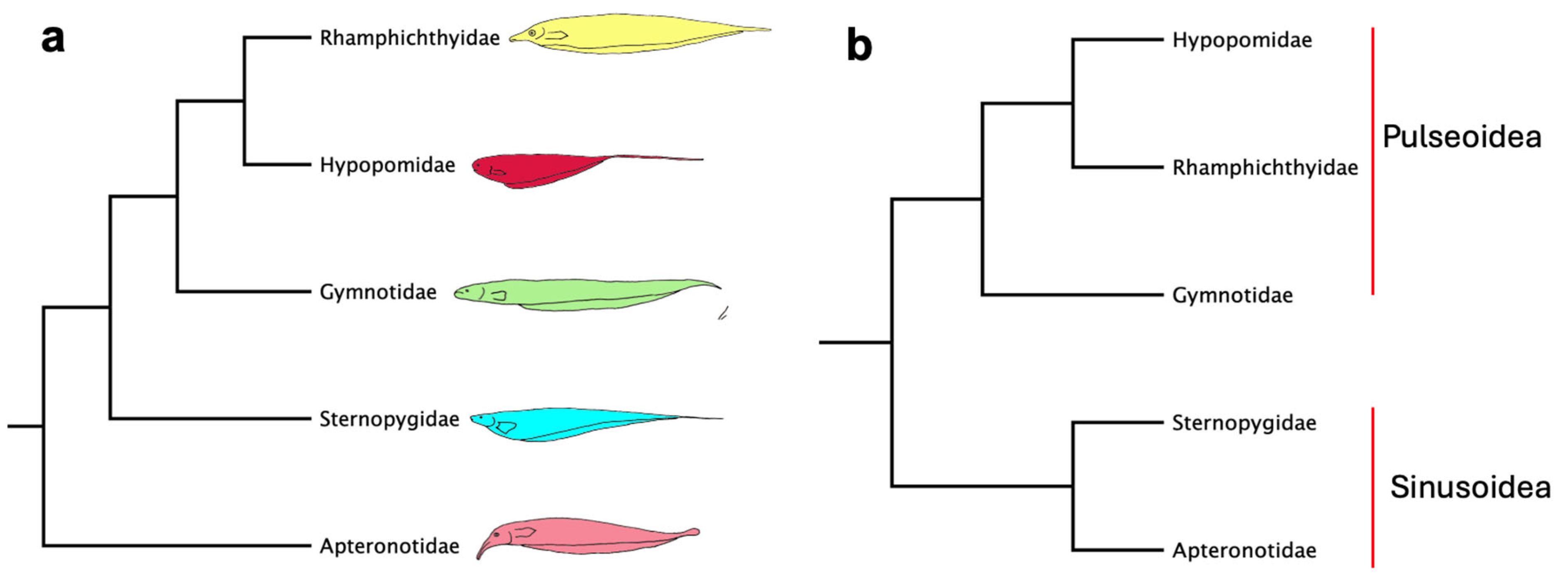 Taxonomy 05 00033 g014 Taxonomy 05 00033 g014
