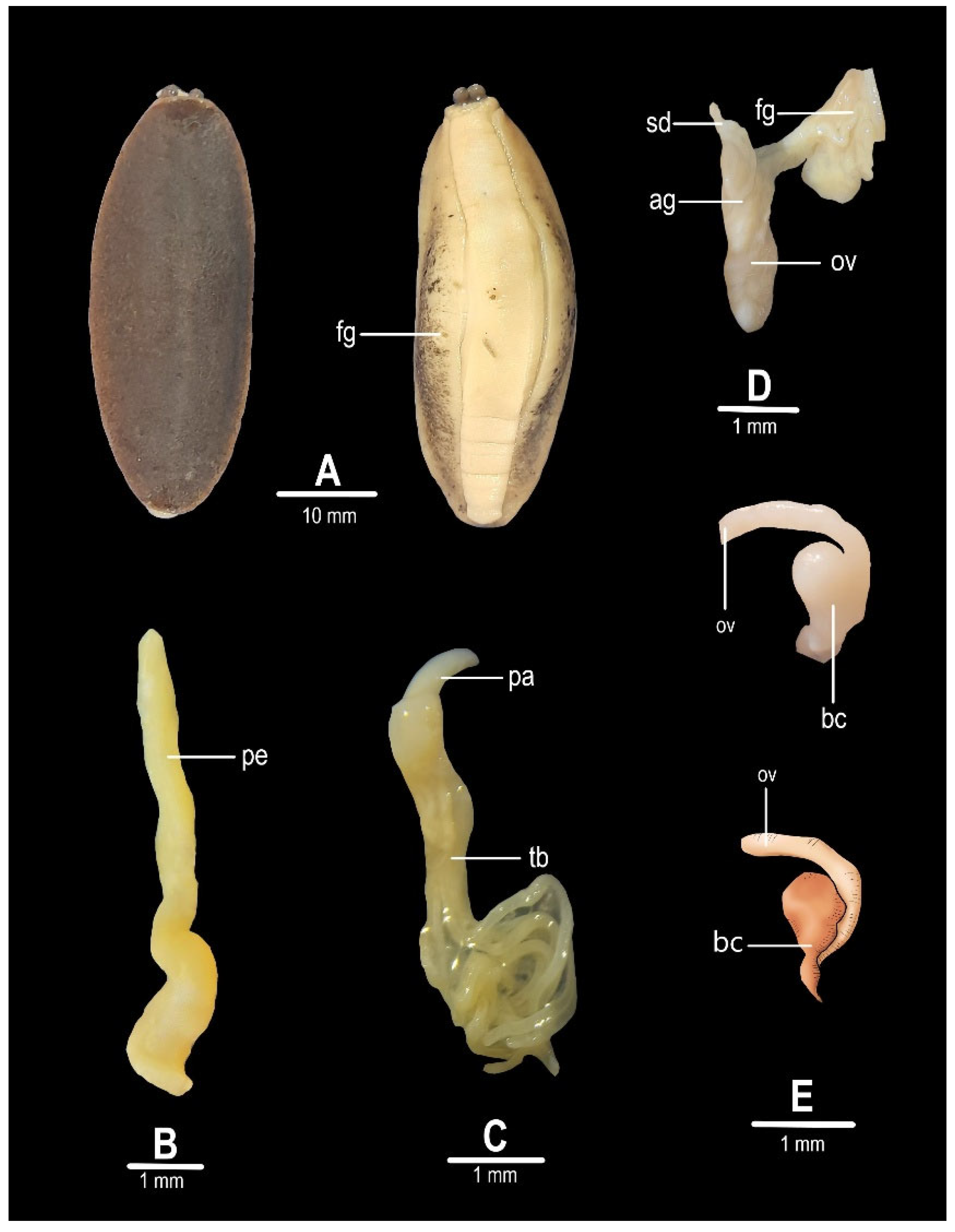 Taxonomy 05 00058 g002 Taxonomy 05 00058 g002