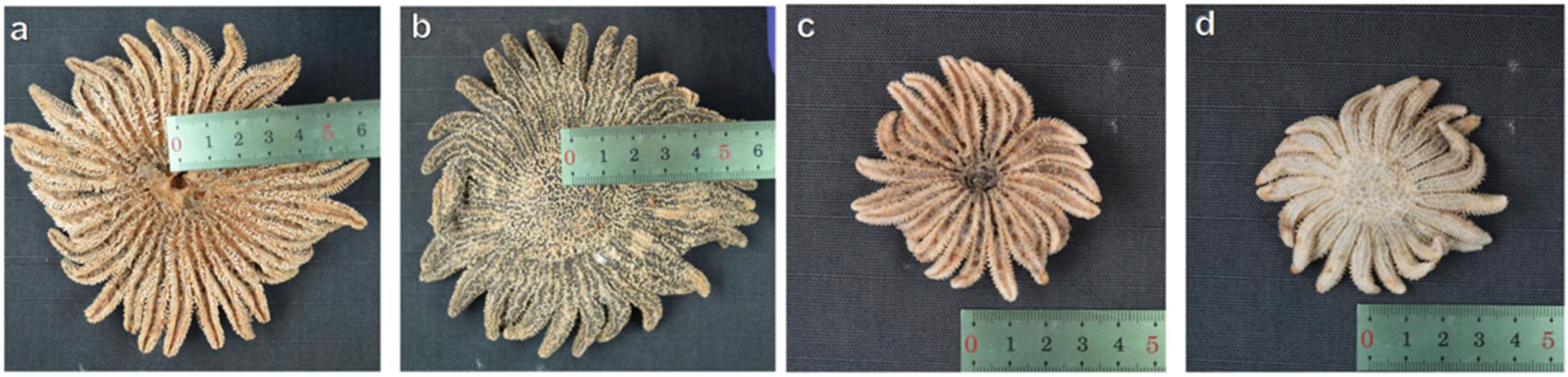 Taxonomy 05 00059 g002 Taxonomy 05 00059 g002