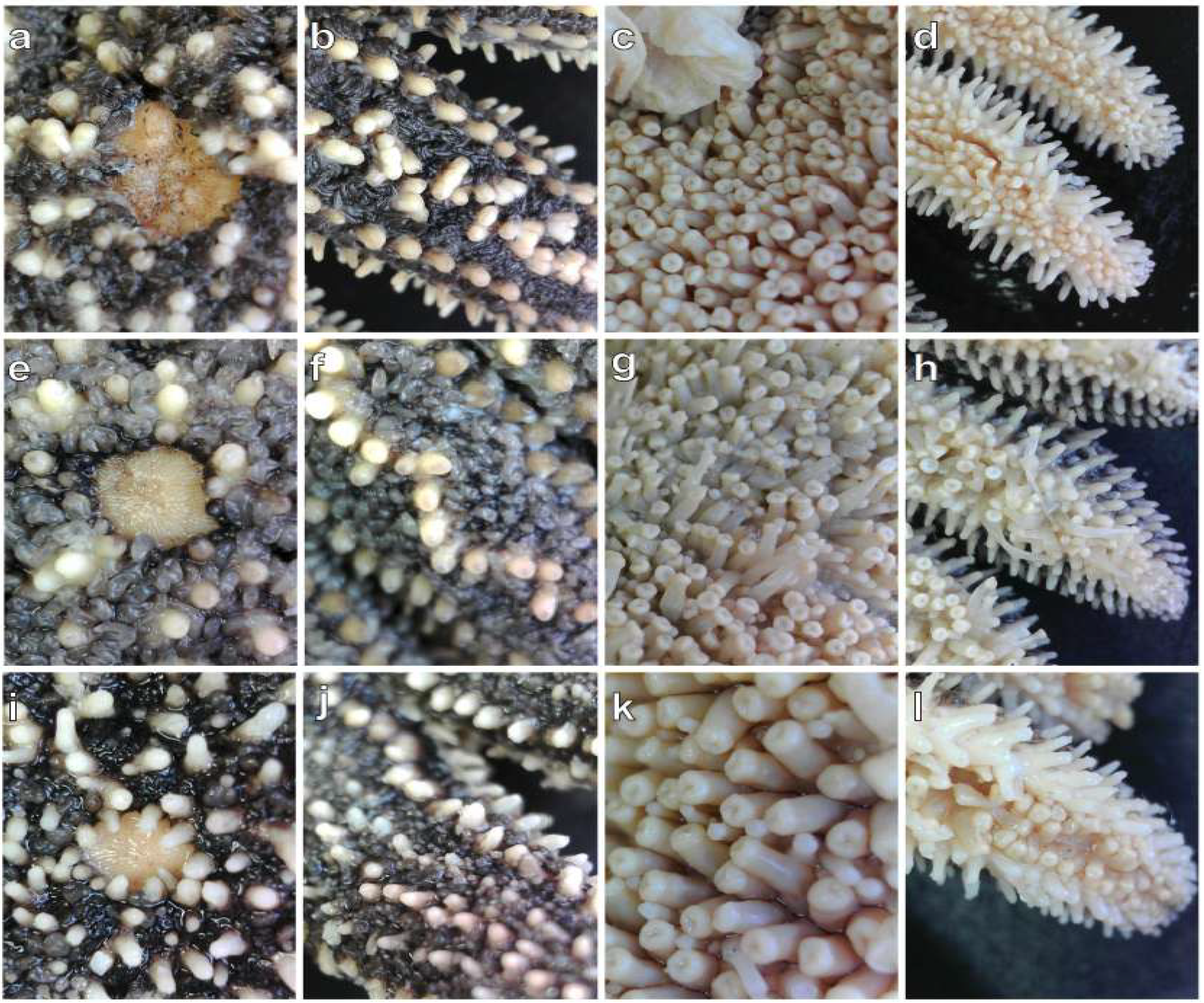 Taxonomy 05 00059 g003 Taxonomy 05 00059 g003