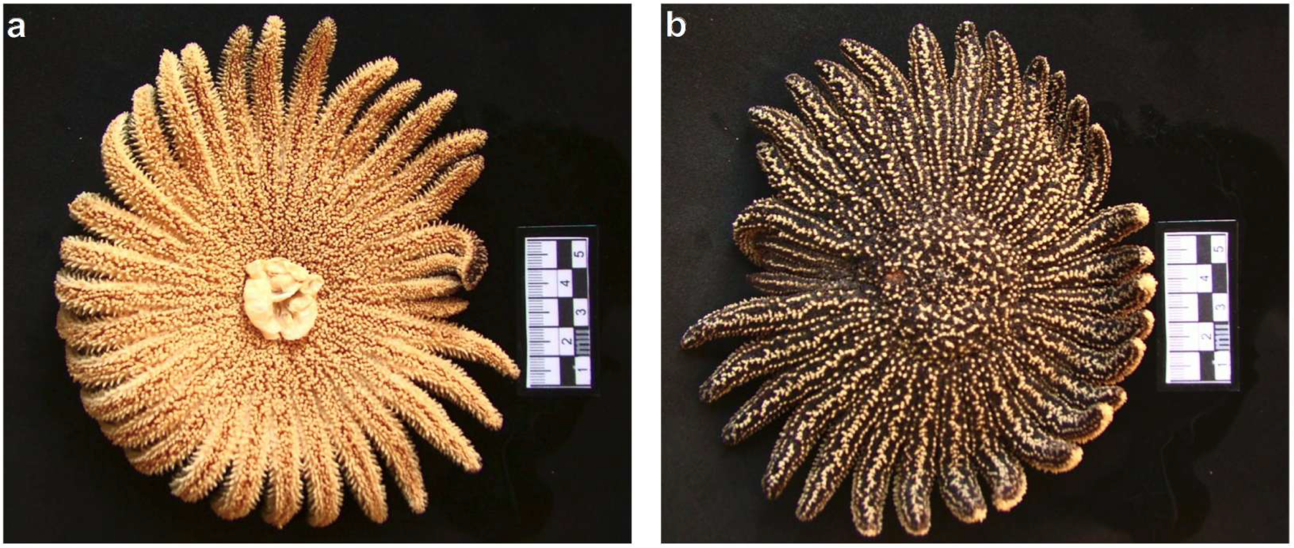 Taxonomy 05 00059 g006 Taxonomy 05 00059 g006