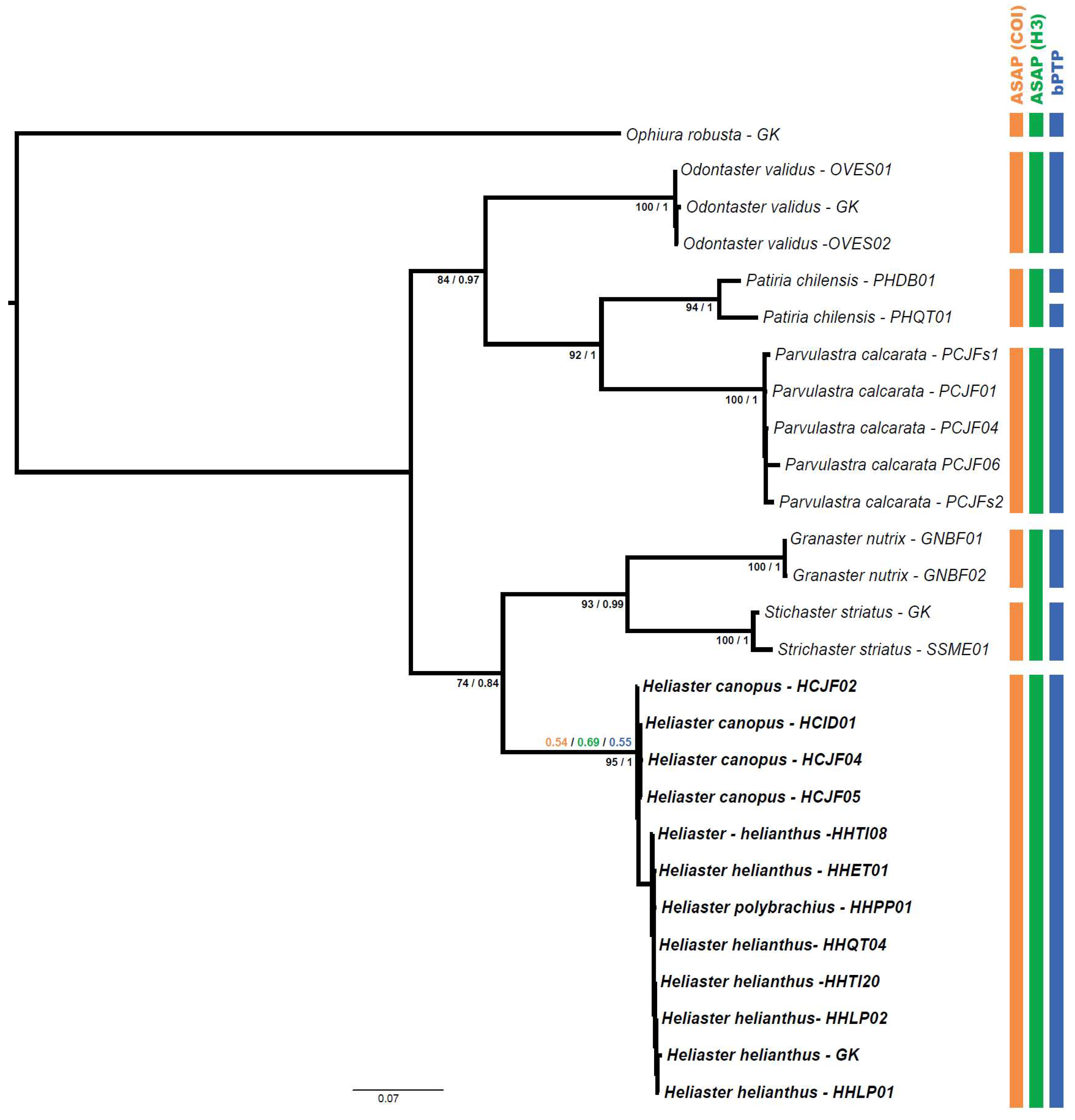 Taxonomy 05 00059 g008 Taxonomy 05 00059 g008