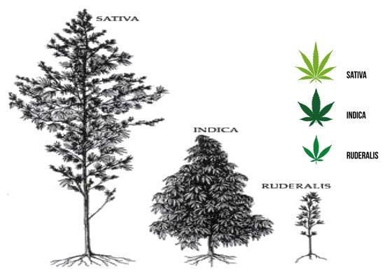 File:Cannabis indica buds and digital scale.jpg - Wikimedia Commons