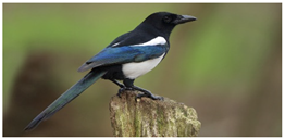 Telecom 05 00044 i012