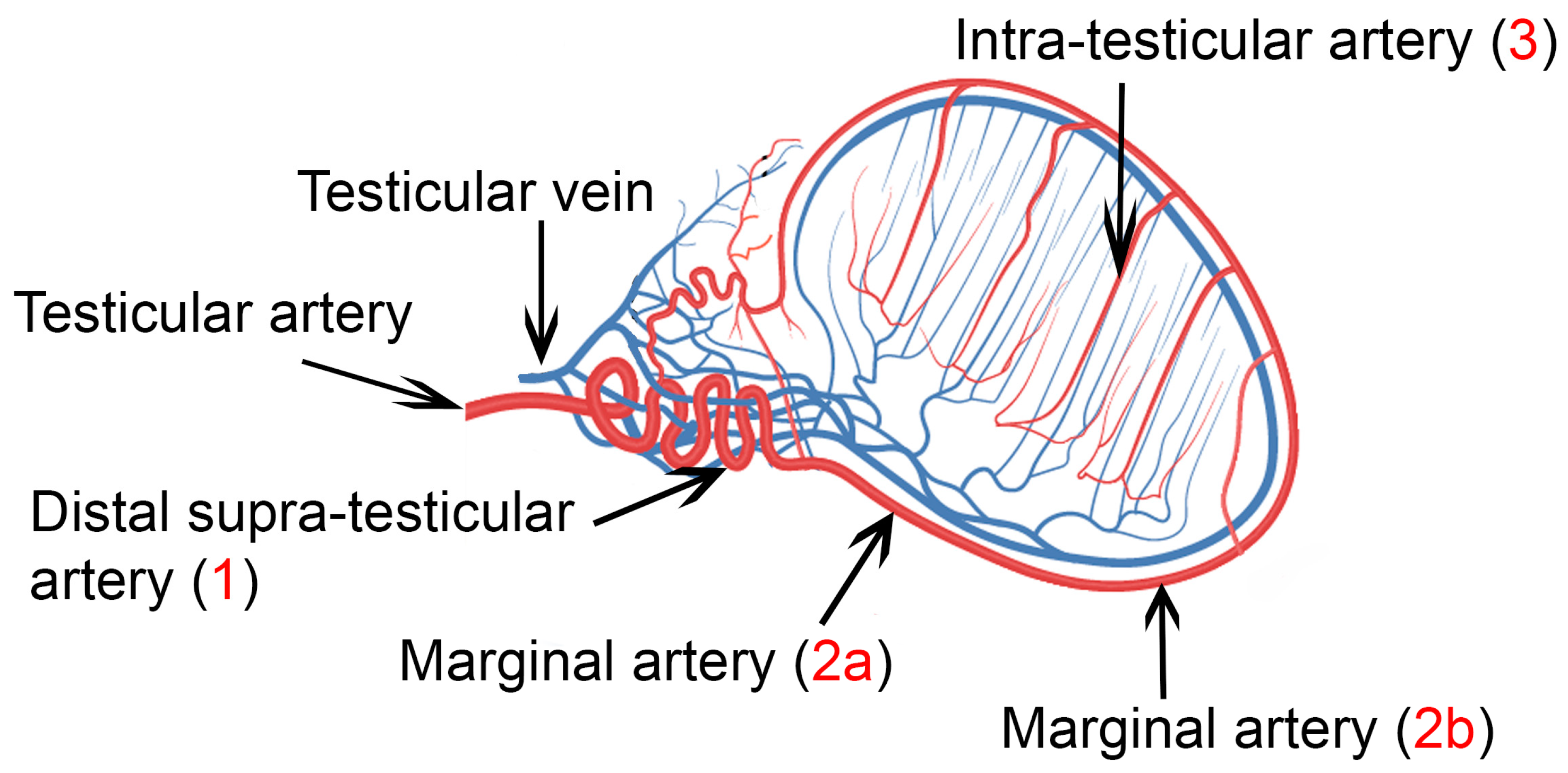 testicular artery histology