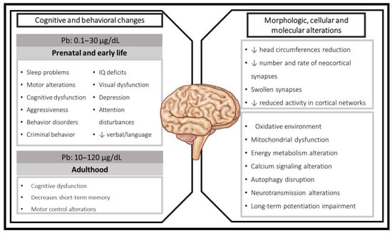 Toxics Free Full Text Cognitive Impairment Induced by Lead