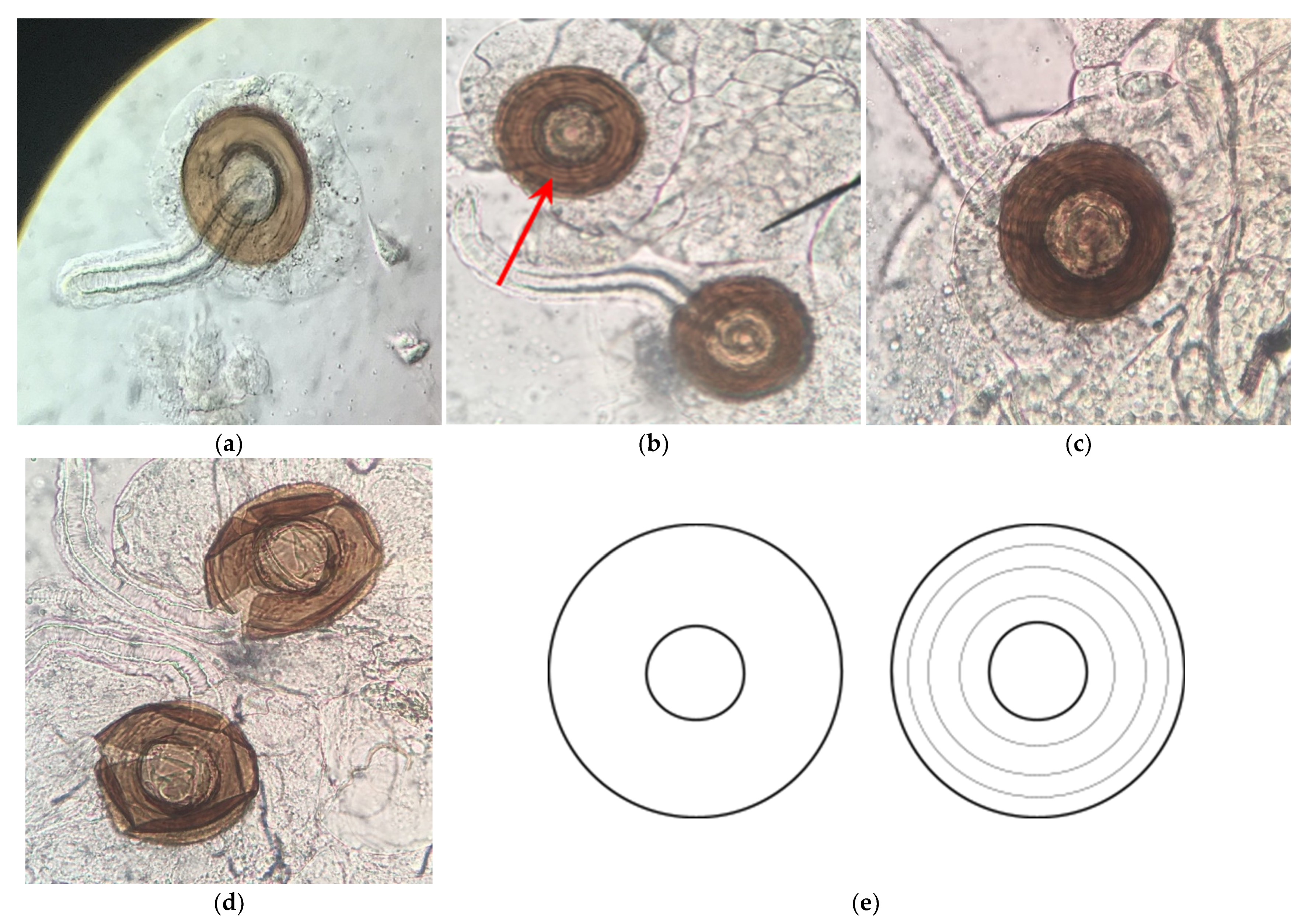 Toxics 09 00161 g008