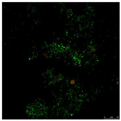 Toxics 10 00042 i002