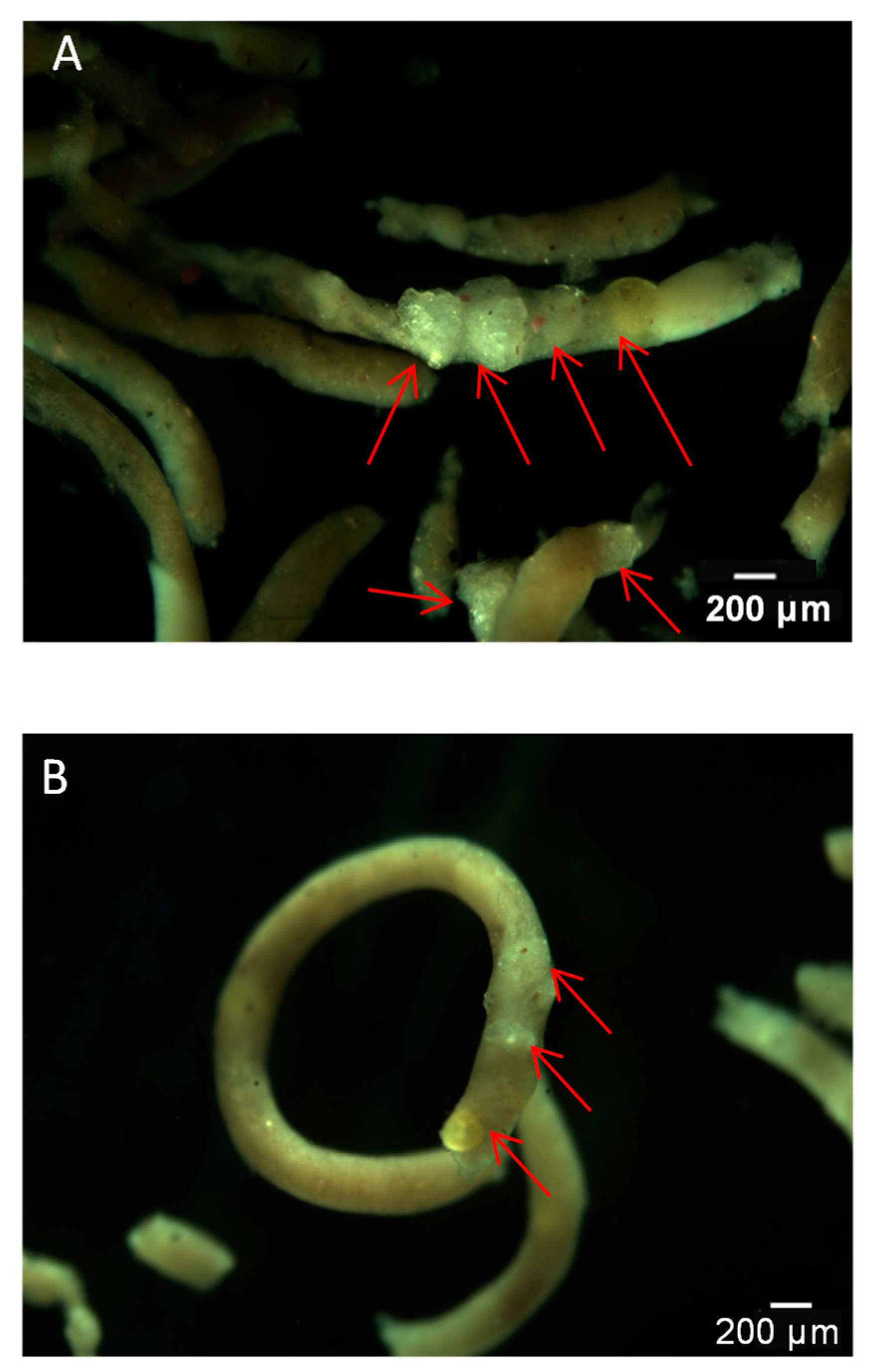 Toxics 10 00087 g002