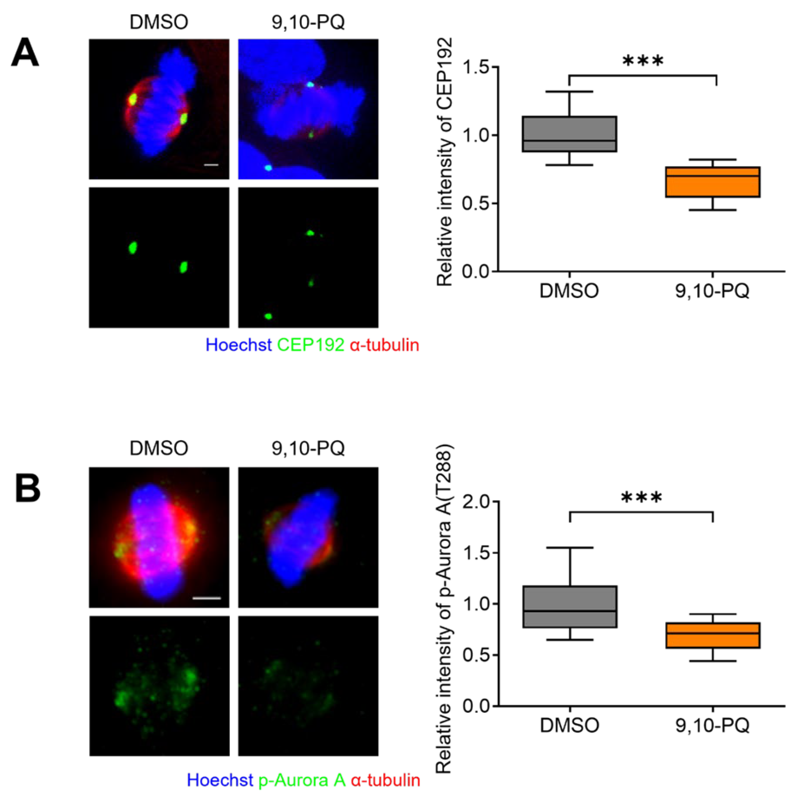 Mitotic spindle assembly in animal cells: a fine balancing act