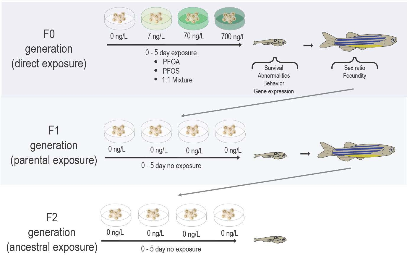 Toxics | Free Full-Text | Multi- and Transgenerational Effects of  Developmental Exposure to Environmental Levels of PFAS and PFAS Mixture in  Zebrafish (Danio rerio) | HTML