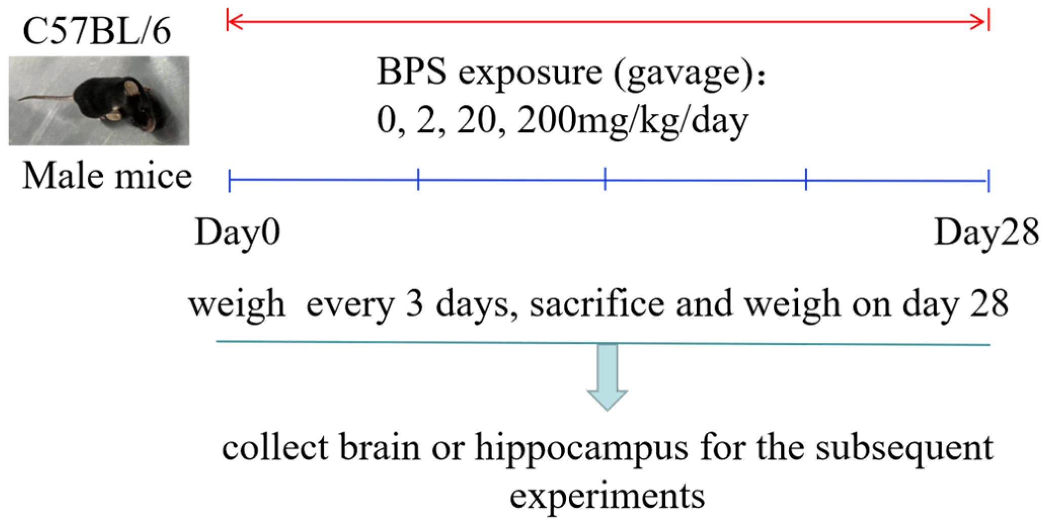 Toxics | Free Full-Text | The BDNF–TrkB–CREB