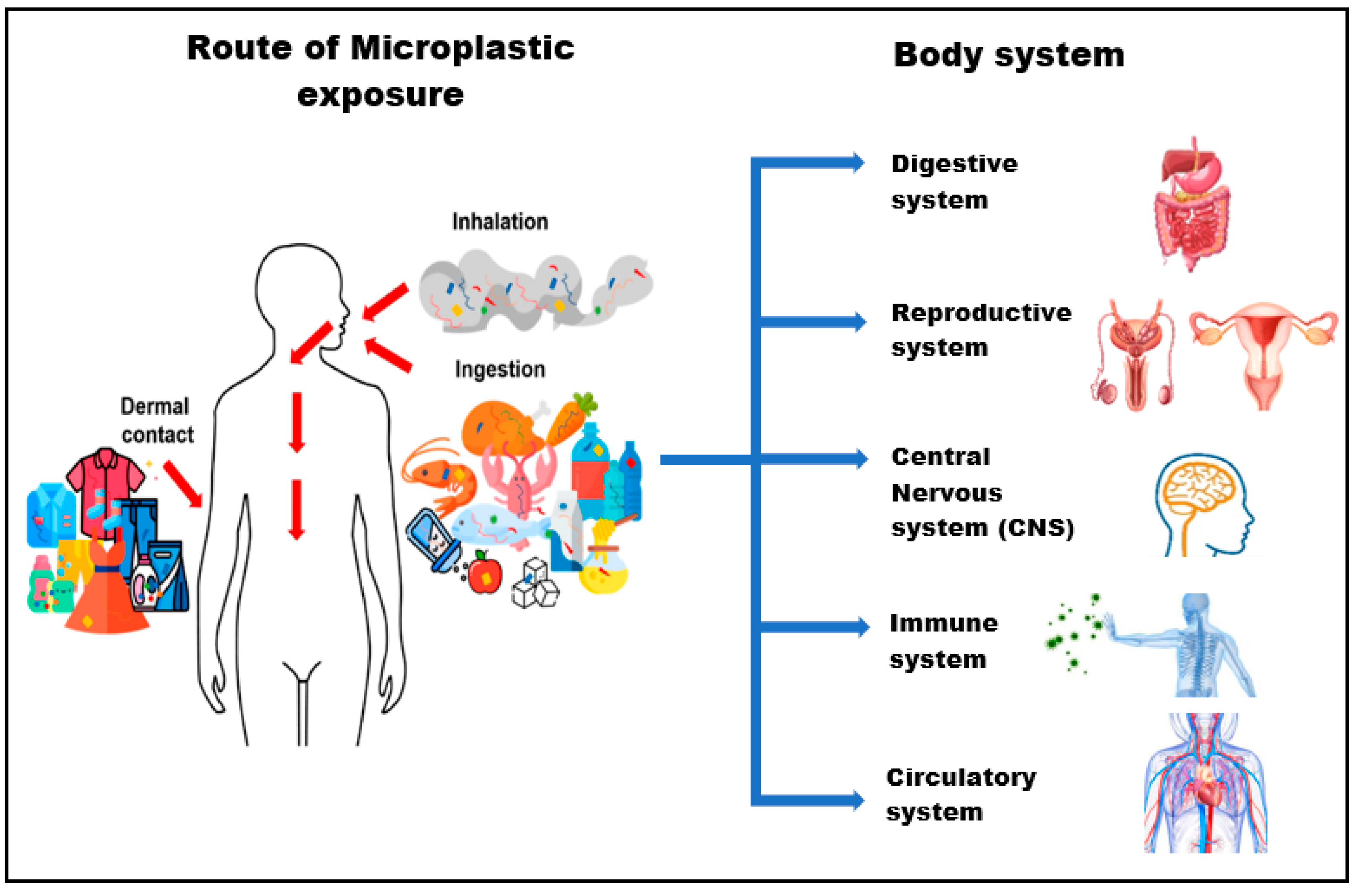 Toxics | Free Full-Text | Exposure to Microplastics during Early  Developmental Stage: Review of Current Evidence