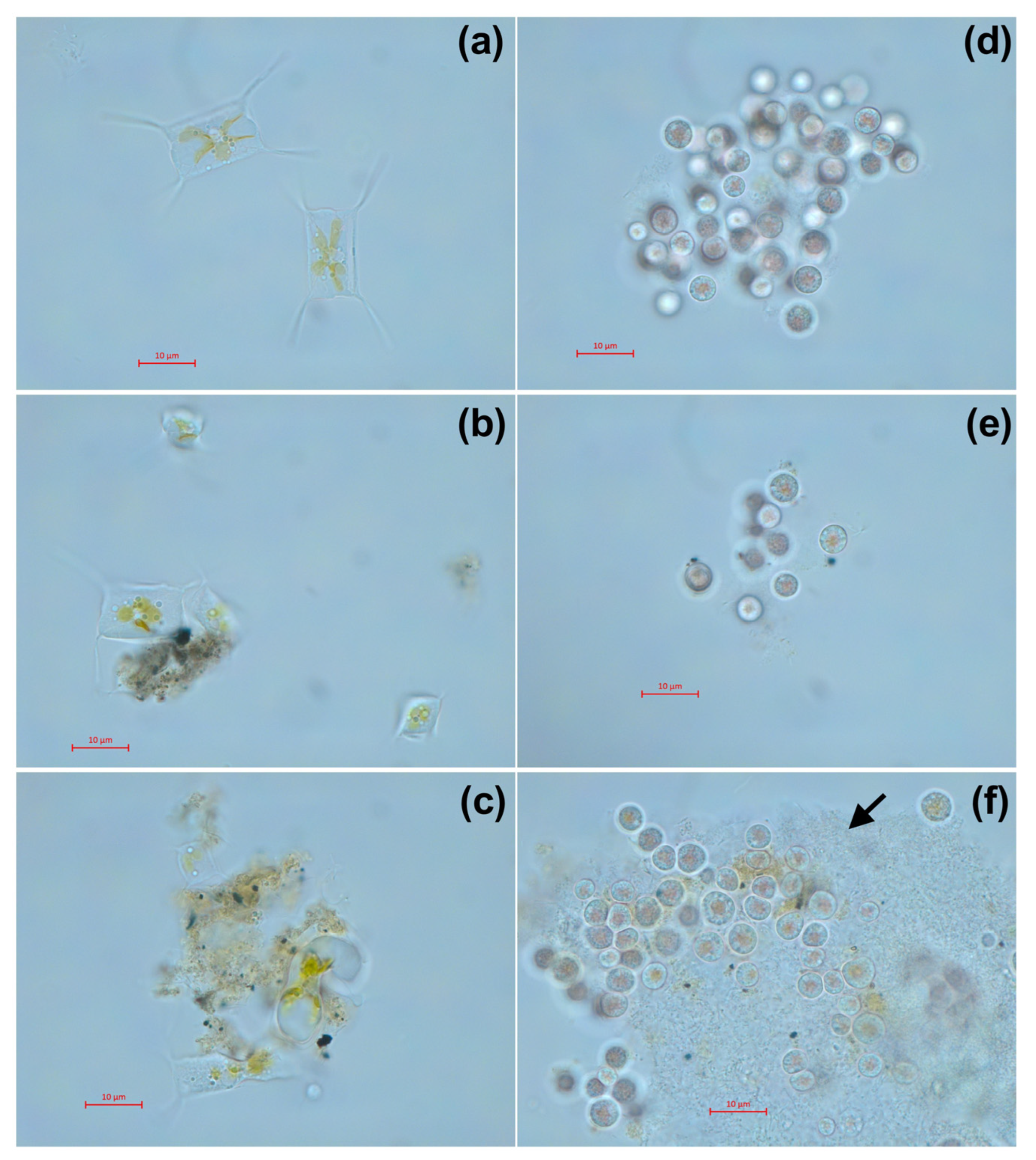 Toxics 11 00105 g005