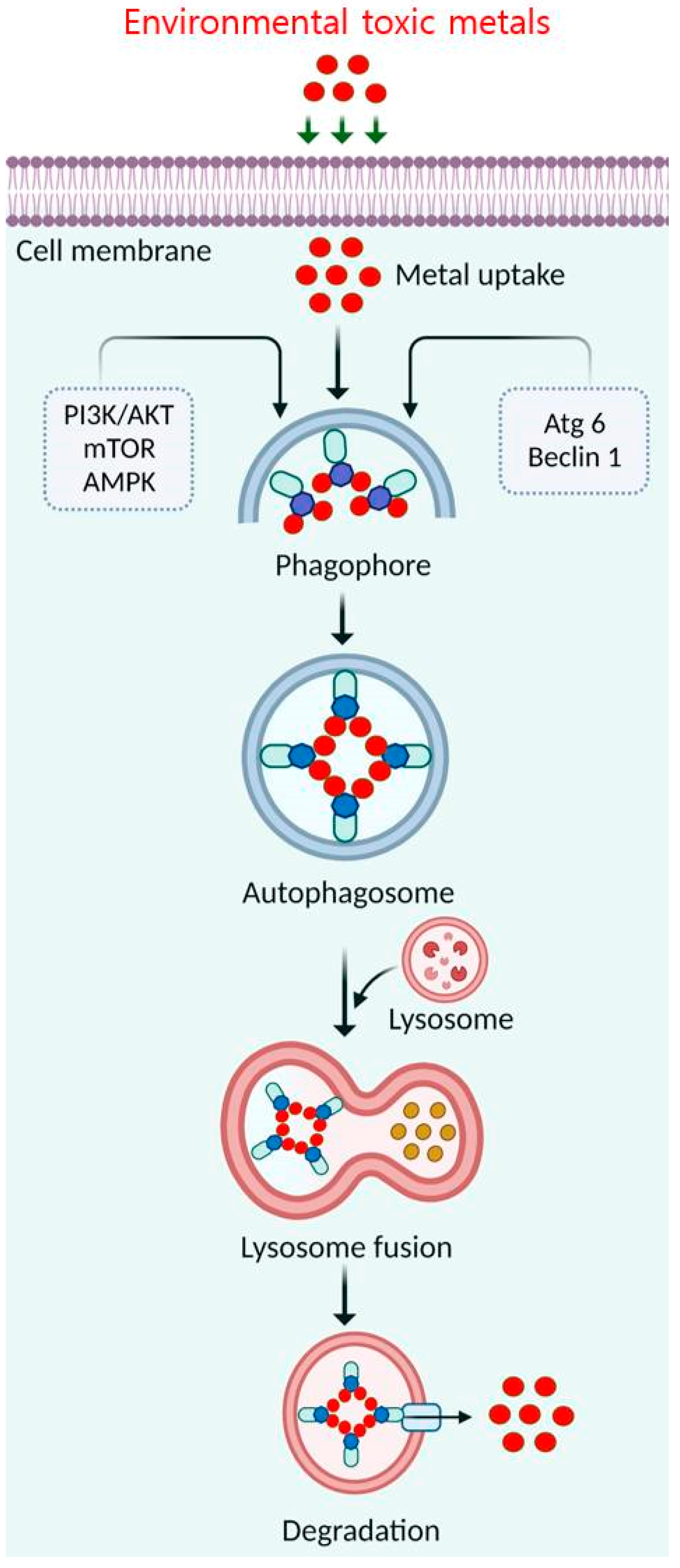 Toxics 11 00135 g006