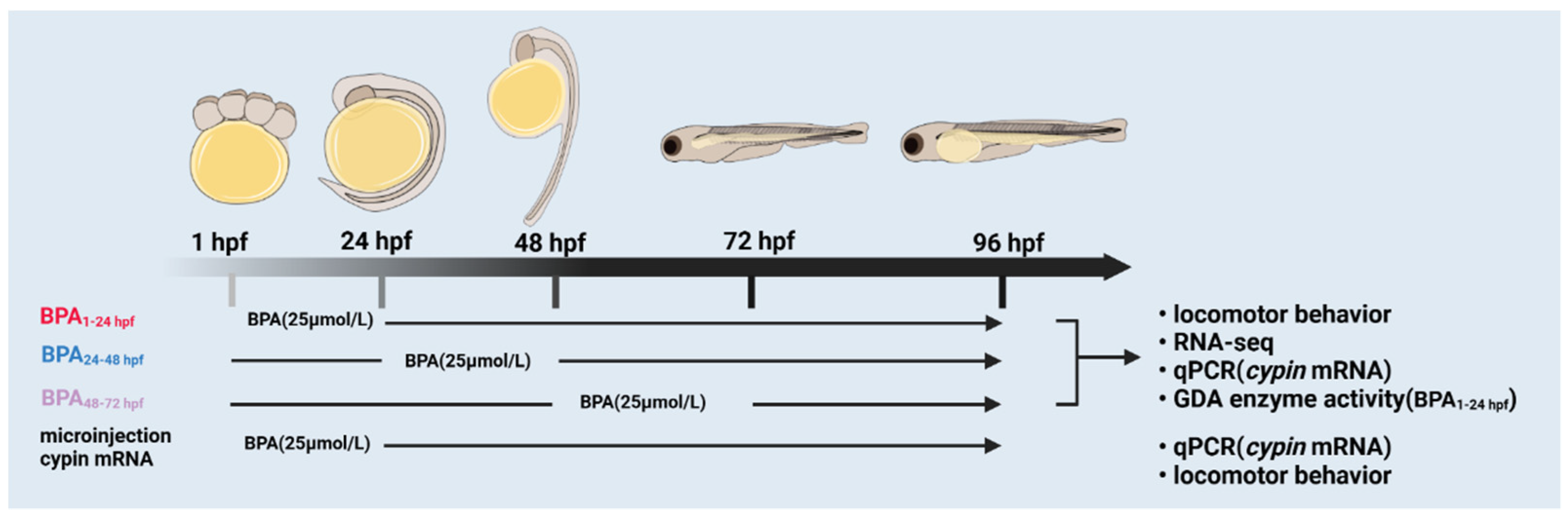 Toxics | Free Full-Text | Stage-Related Neurotoxicity of BPA in the ...