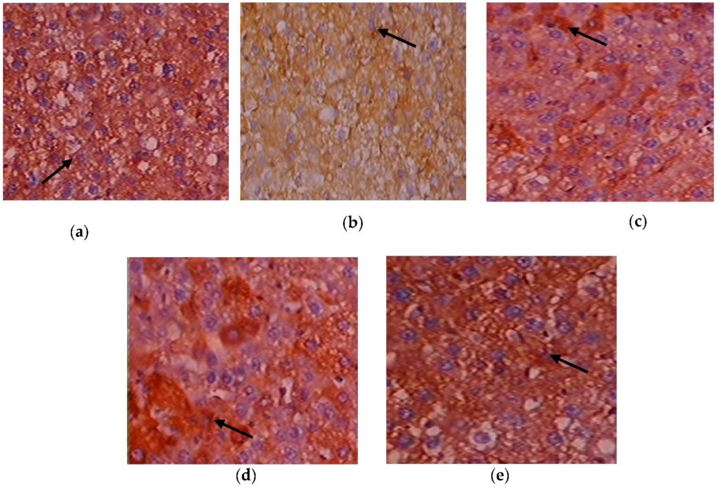 Toxics 11 00240 g010