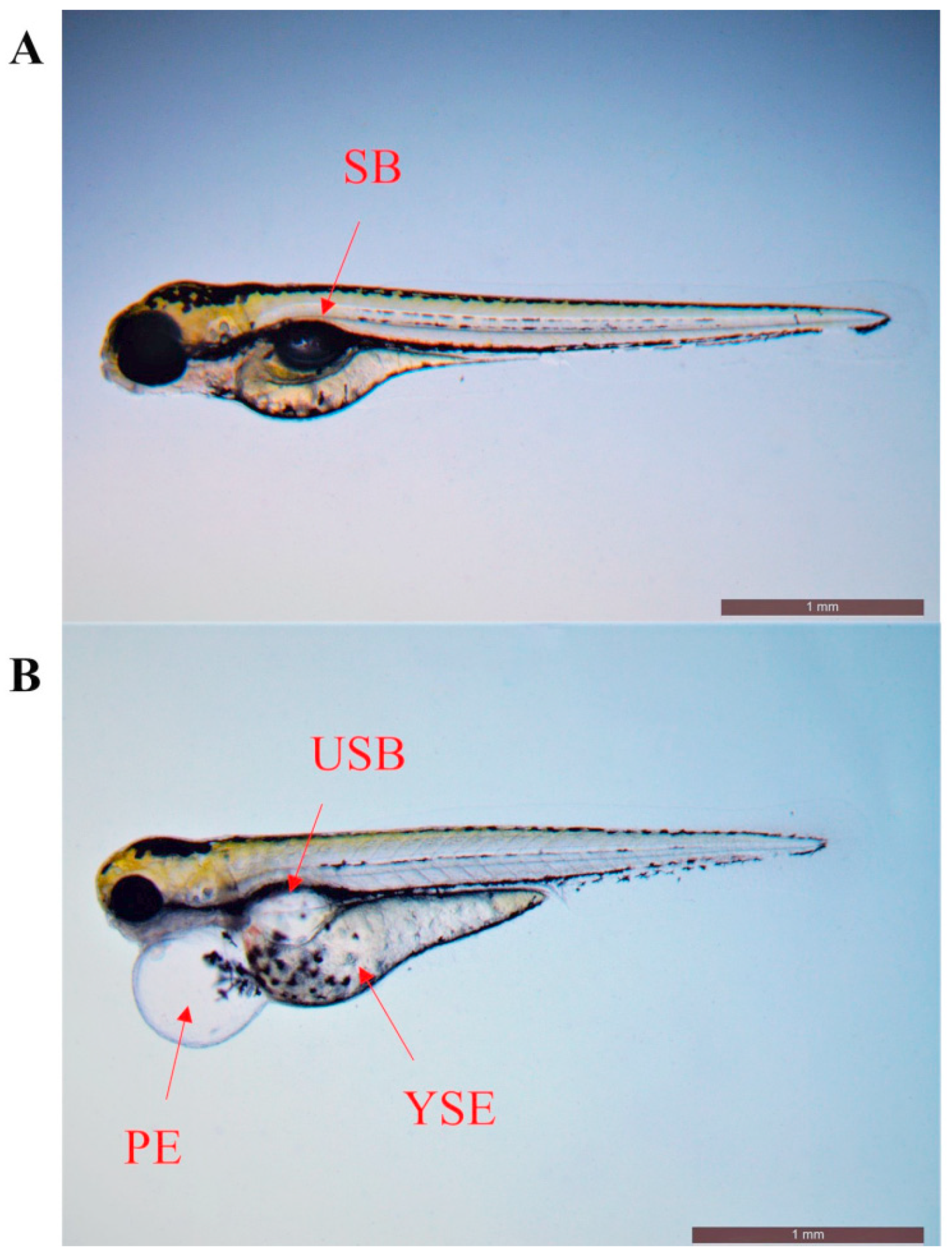 Toxics | Free Full-Text | Developmental Neurotoxicity of Difenoconazole in  Zebrafish Embryos
