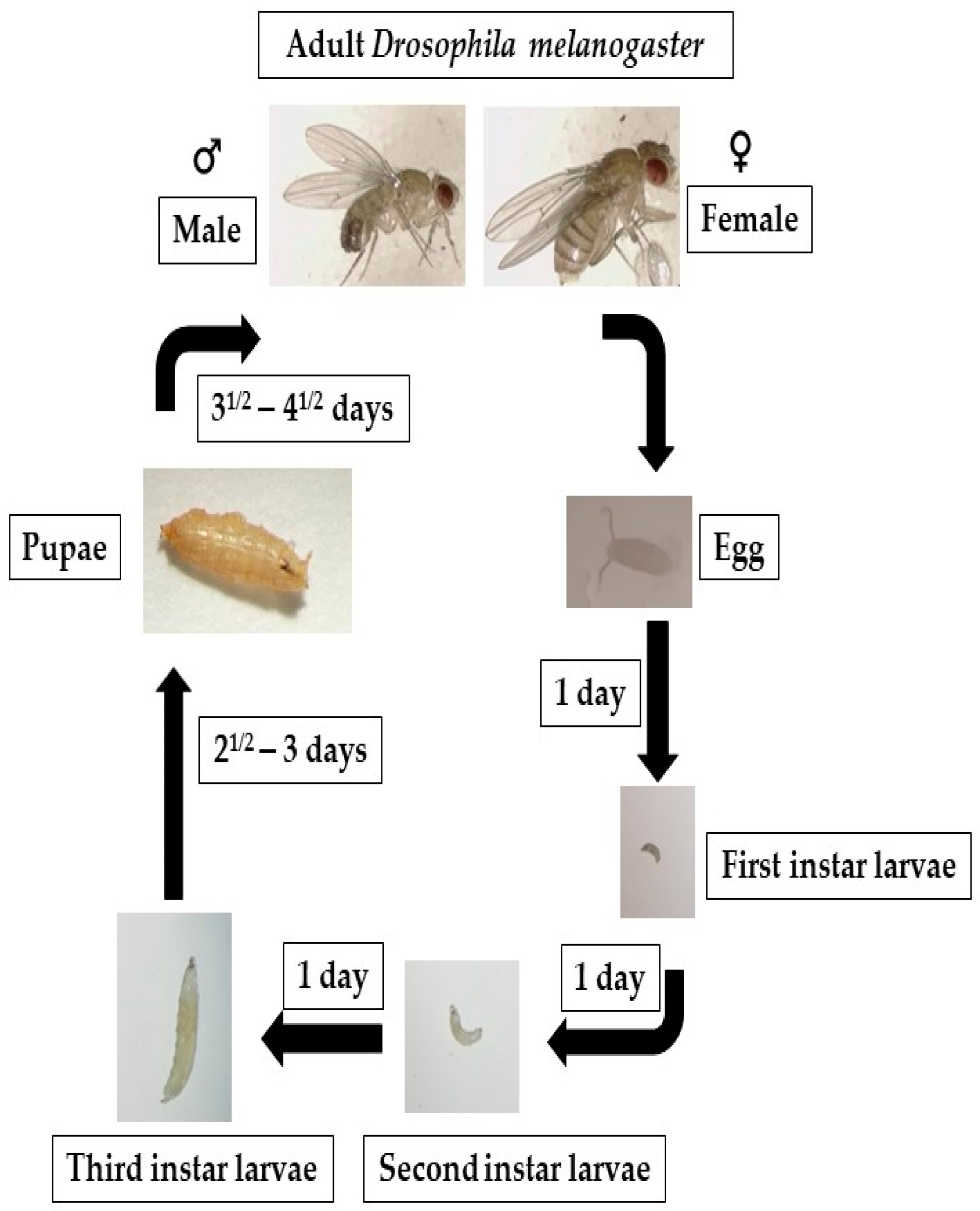 Toxics Free FullText Drosophila as a Robust Model System for