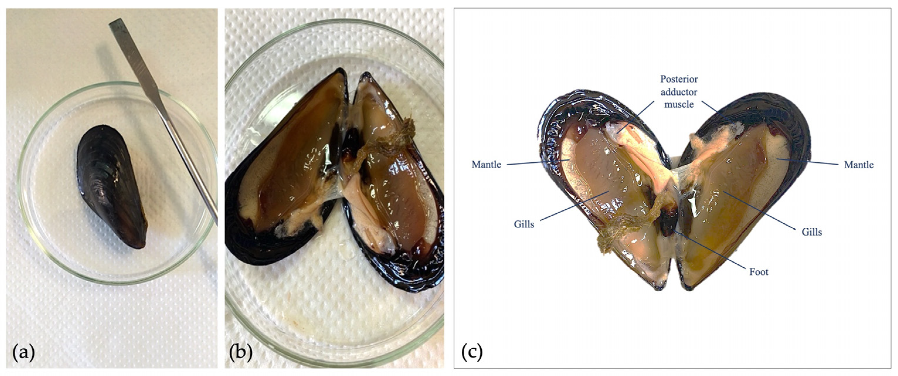 Toxics | Free Full-Text | Polystyrene Nanoplastics in Aquatic